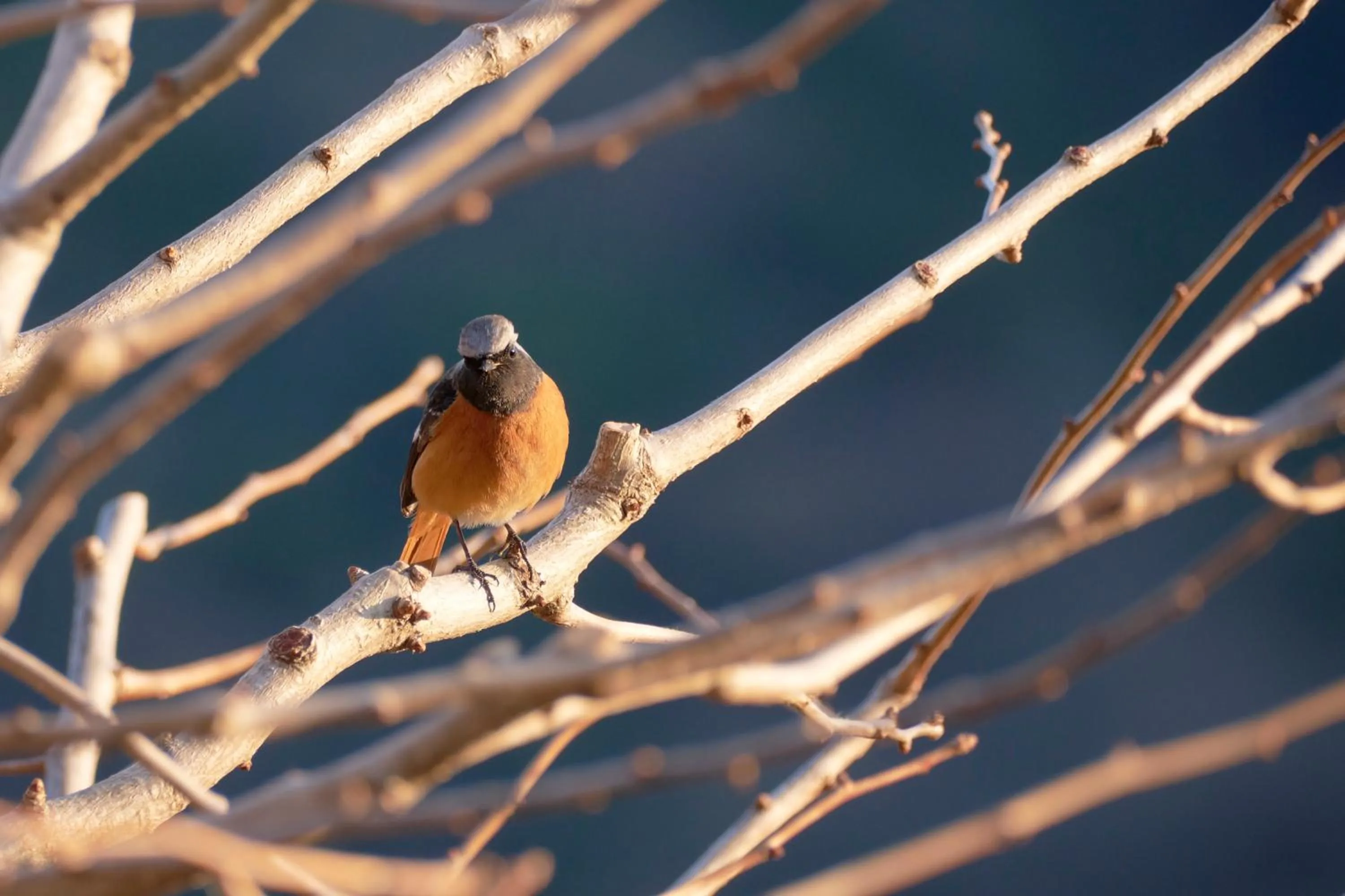 Ryokan -Suikoen- by Tranova