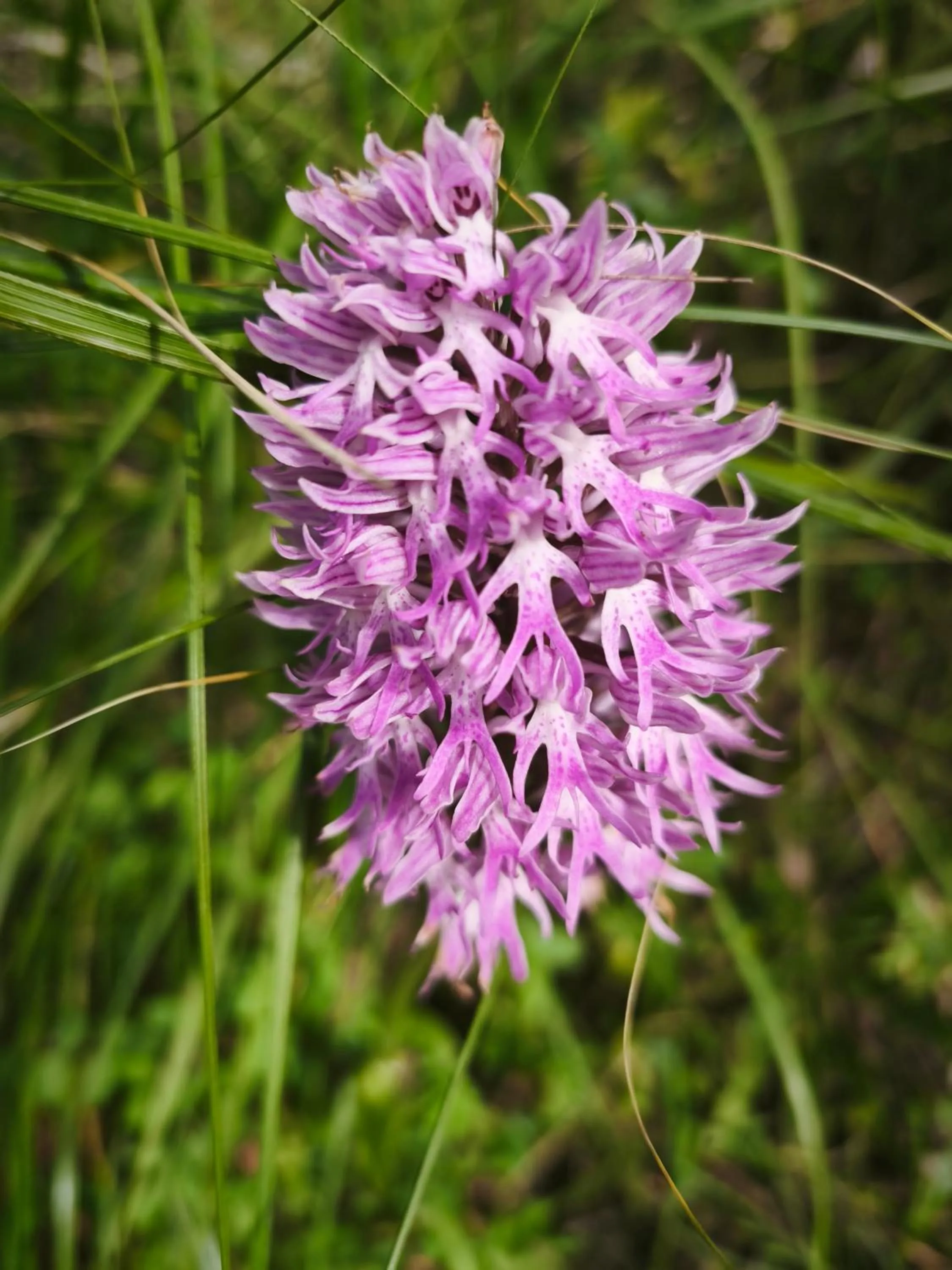 Restaurant/places to eat in Hotel e Residence Il Faro Acciaroli