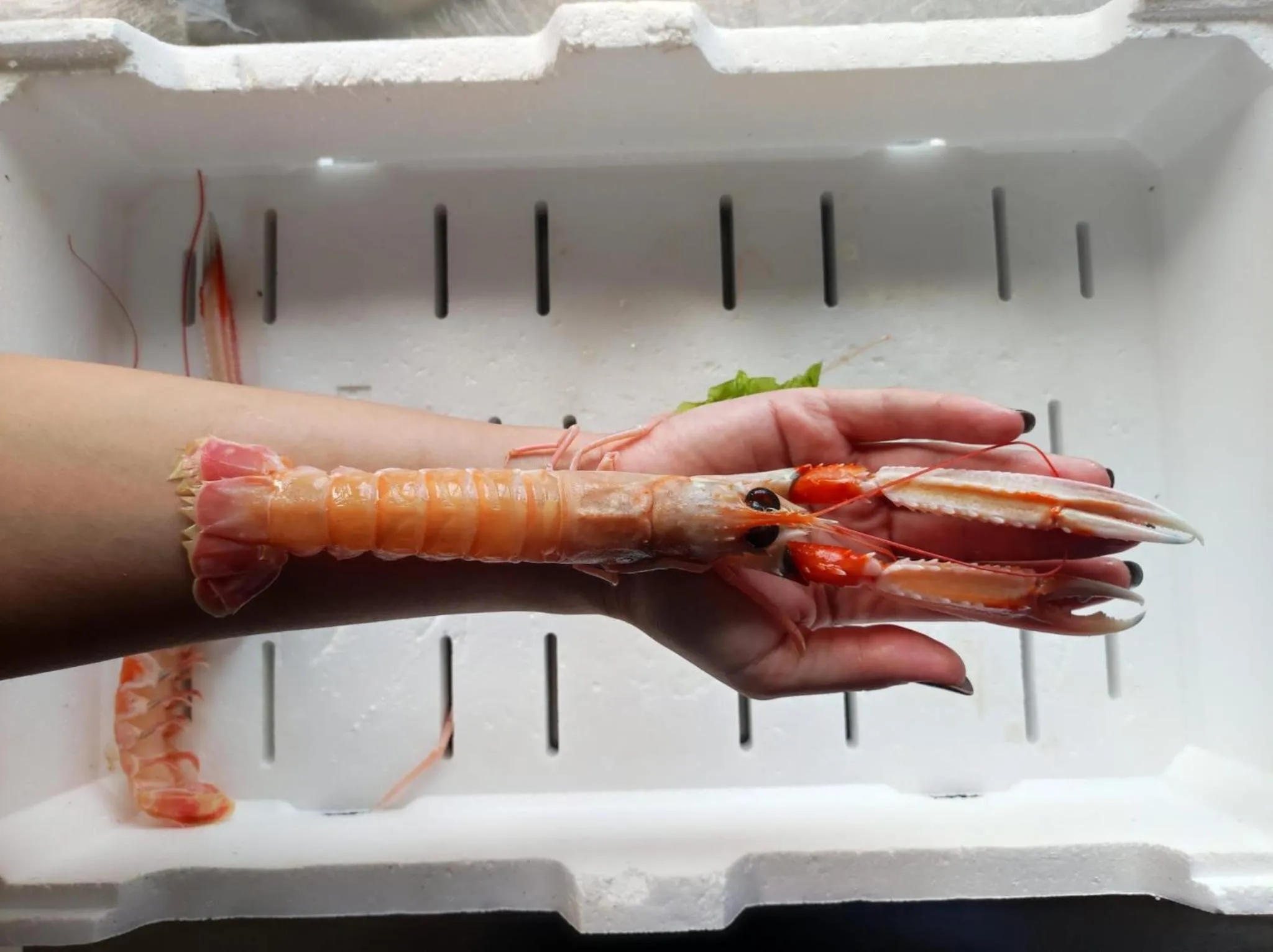 Restaurant/places to eat in Hotel e Residence Il Faro Acciaroli