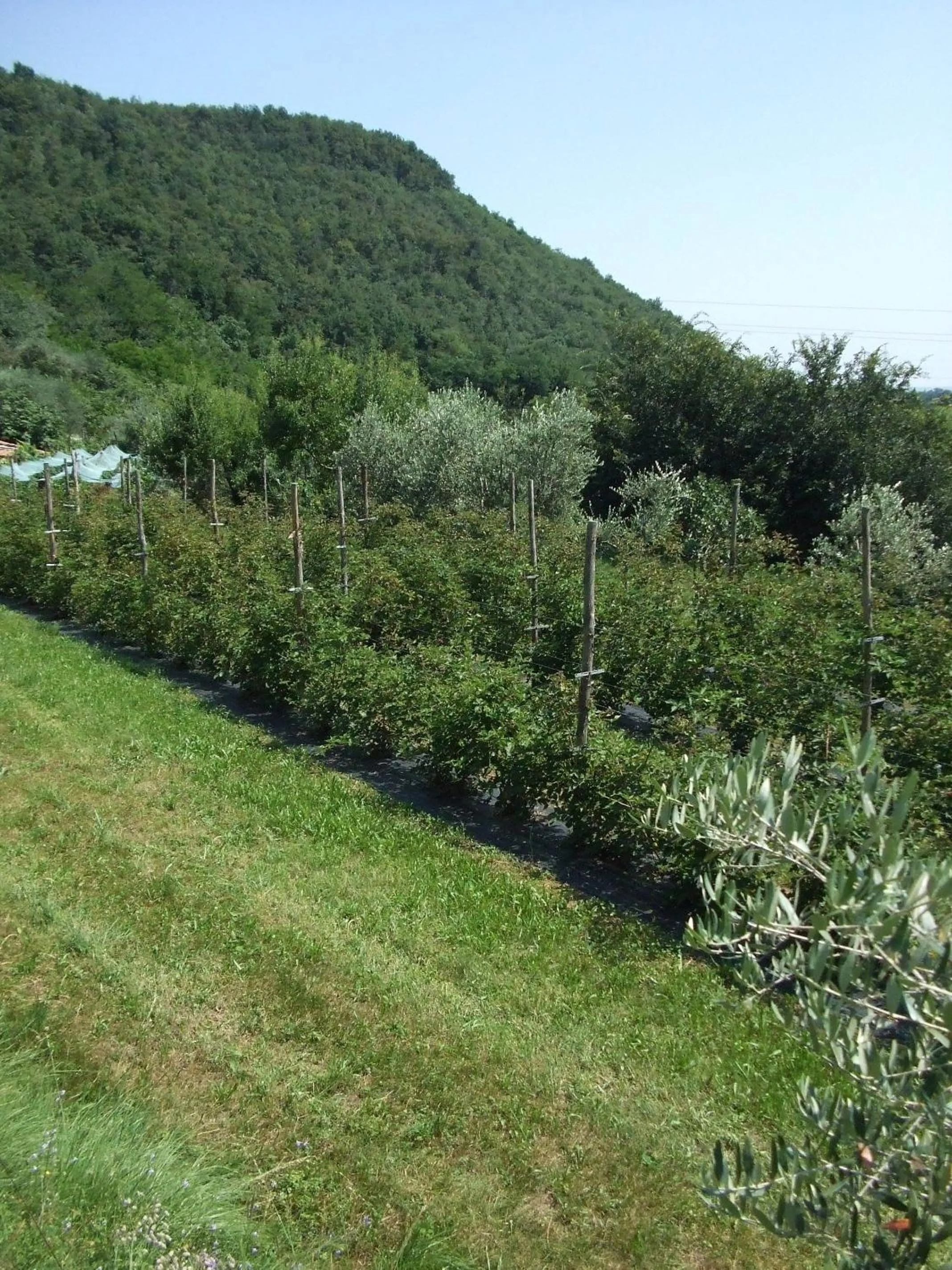 Area and facilities in Agriturismo Cascina Rossano