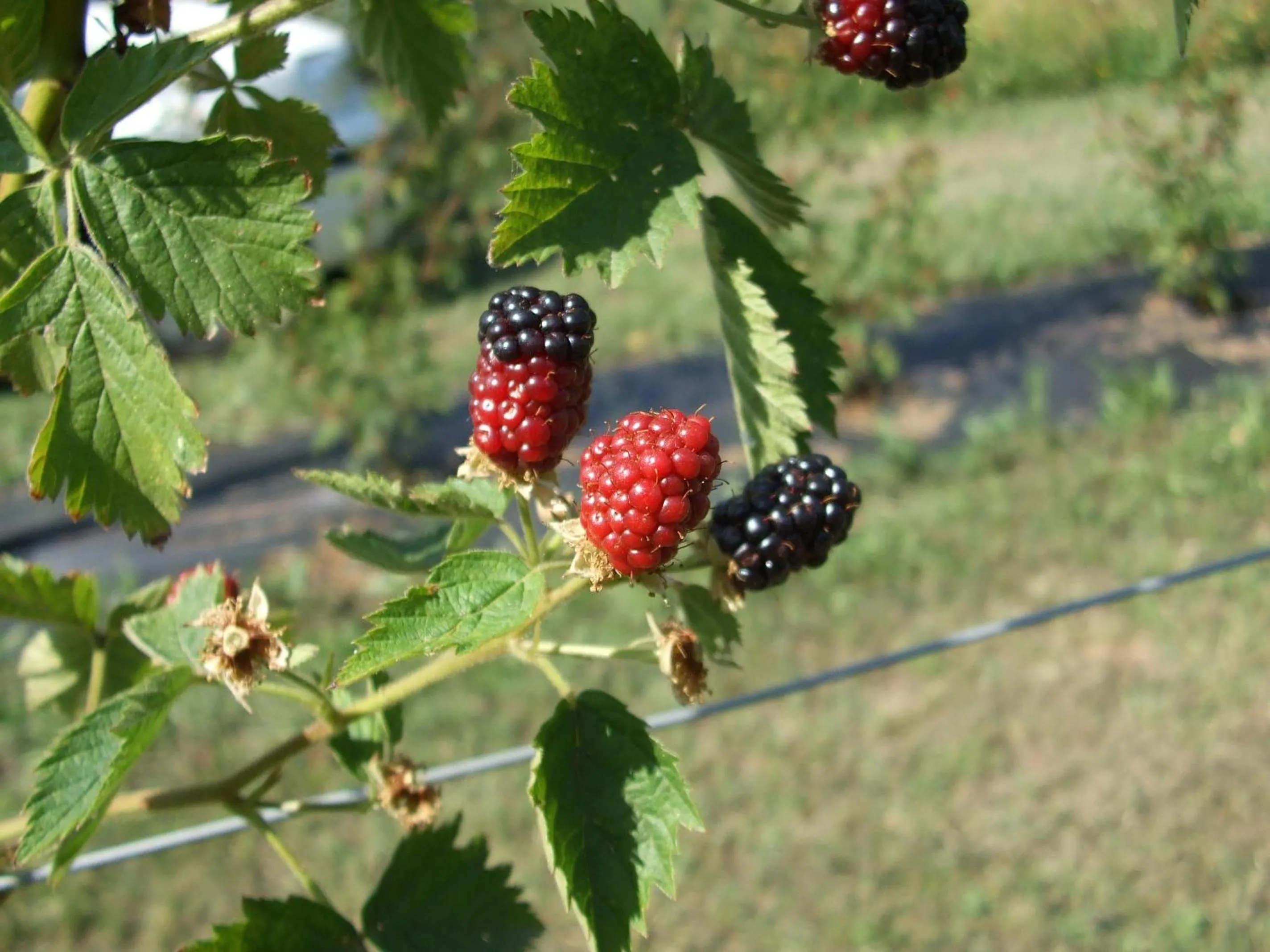Other in Agriturismo Cascina Rossano
