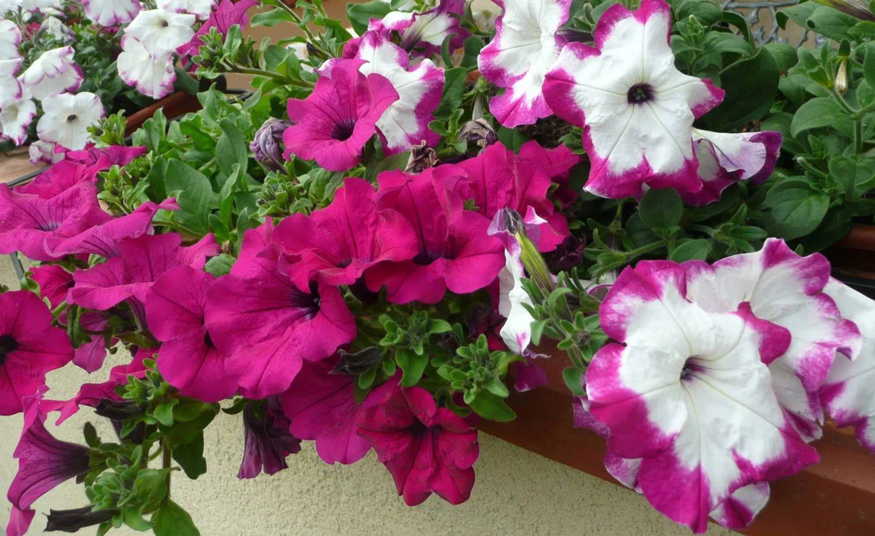 Balcony/Terrace in La Luna