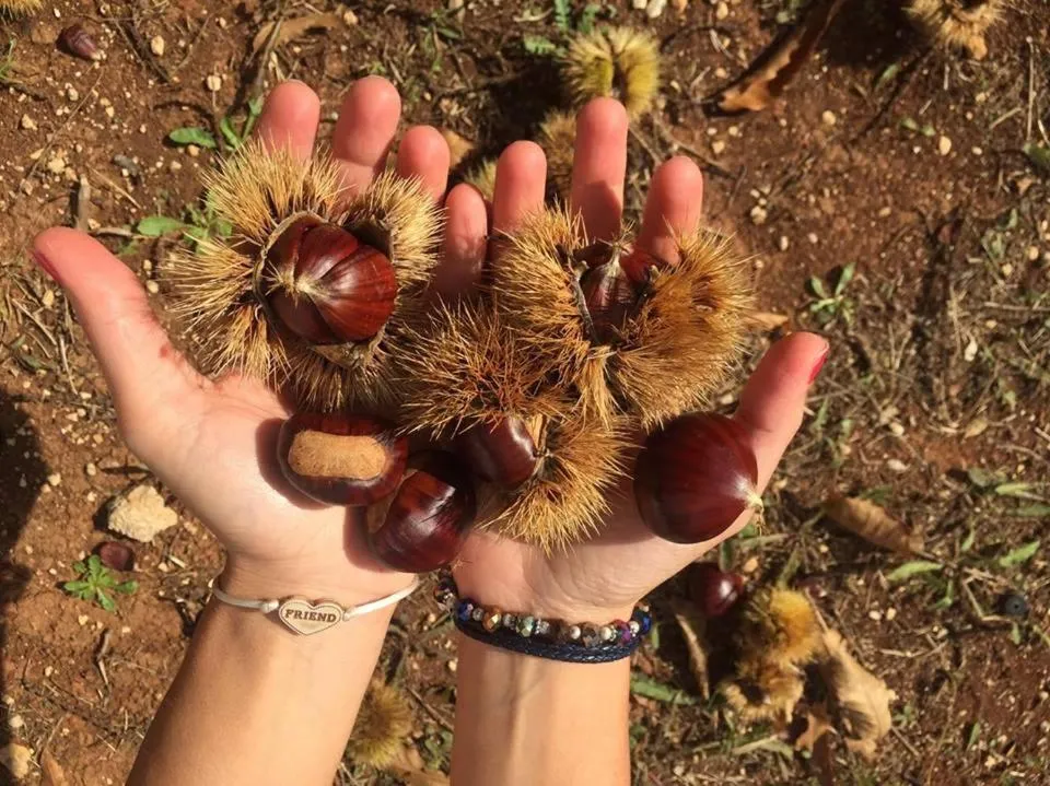 Activities in Villa Rosato