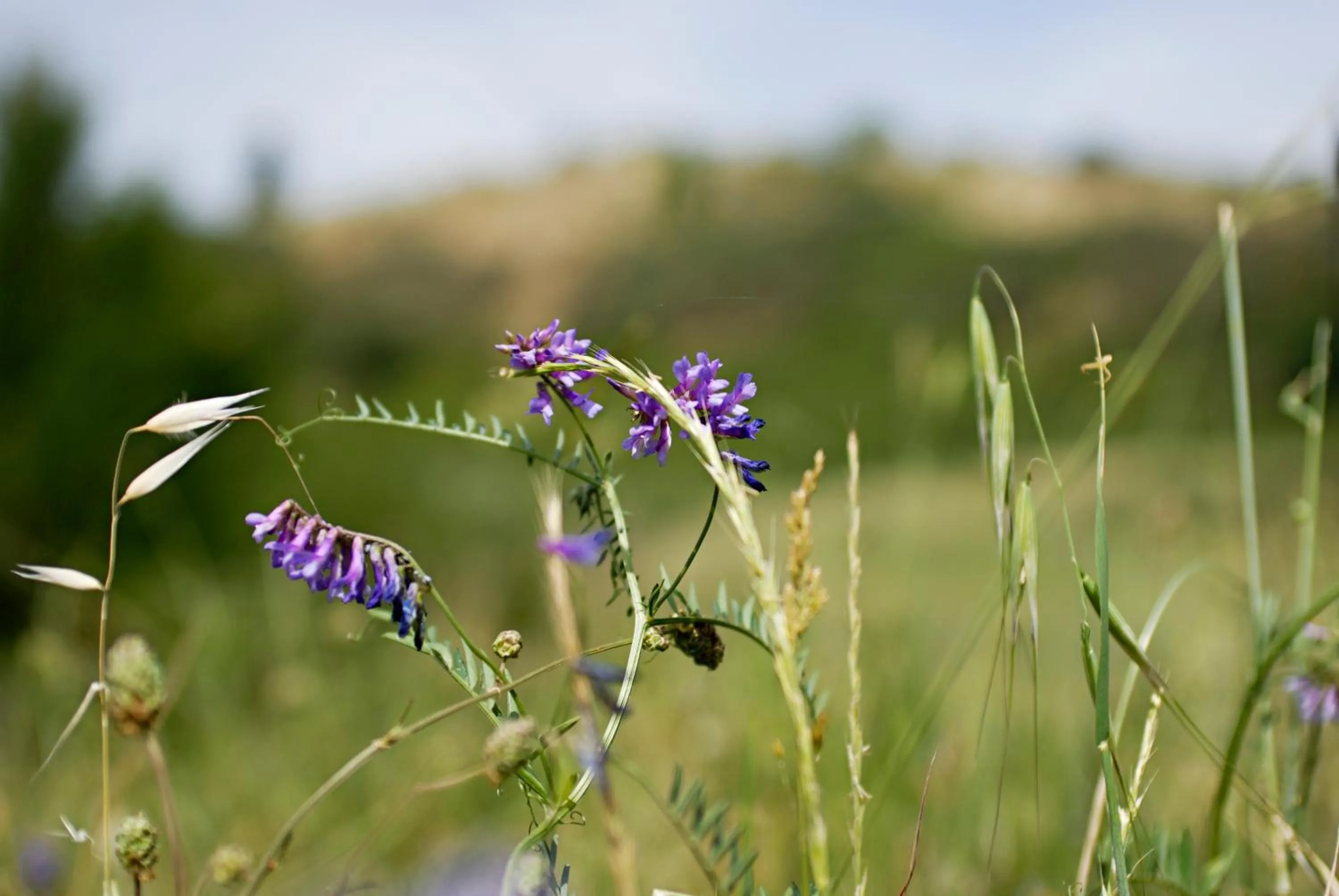 Area and facilities in Agriturismo Valleverde
