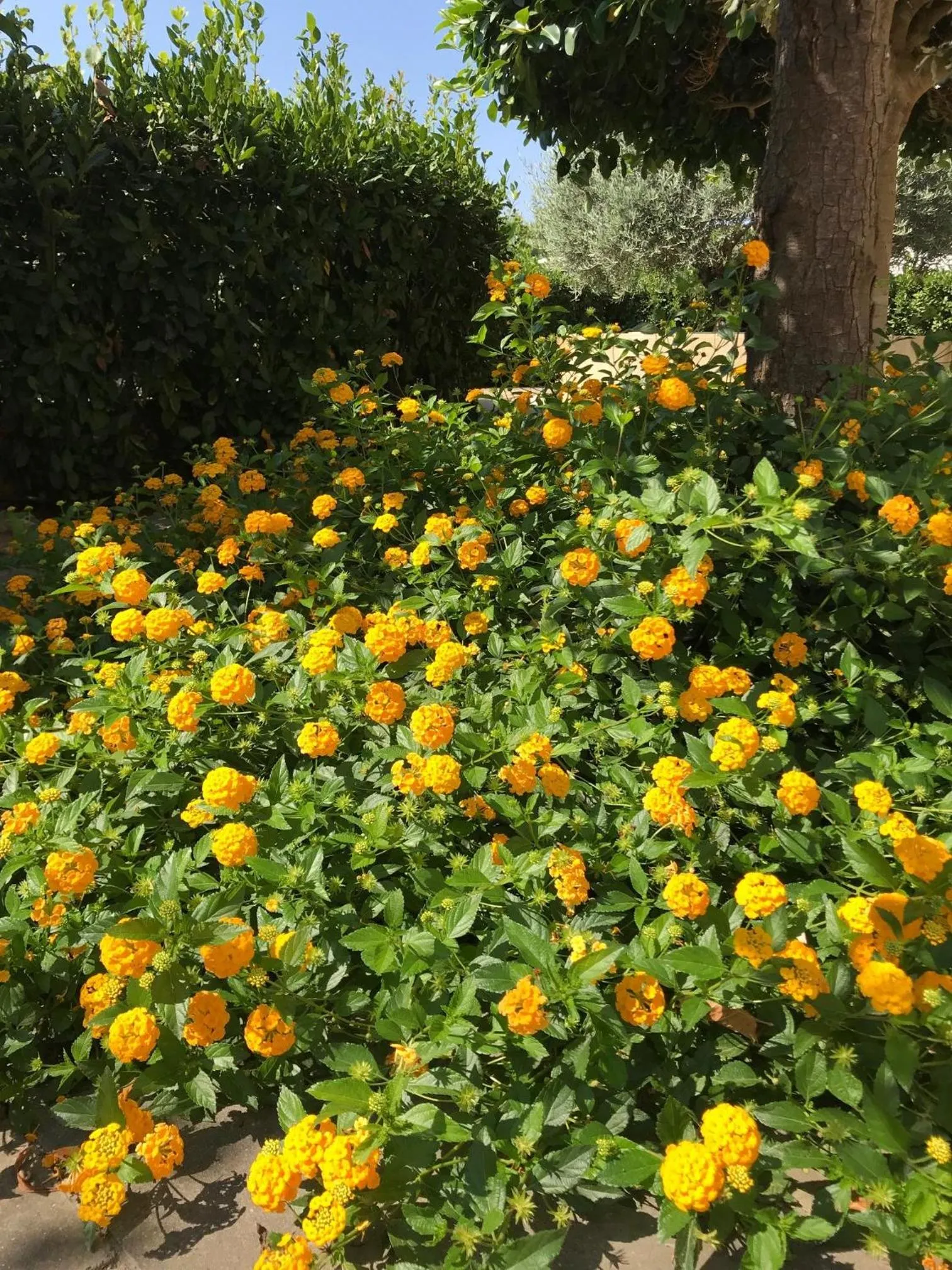 Garden in Hotel Club Koiné