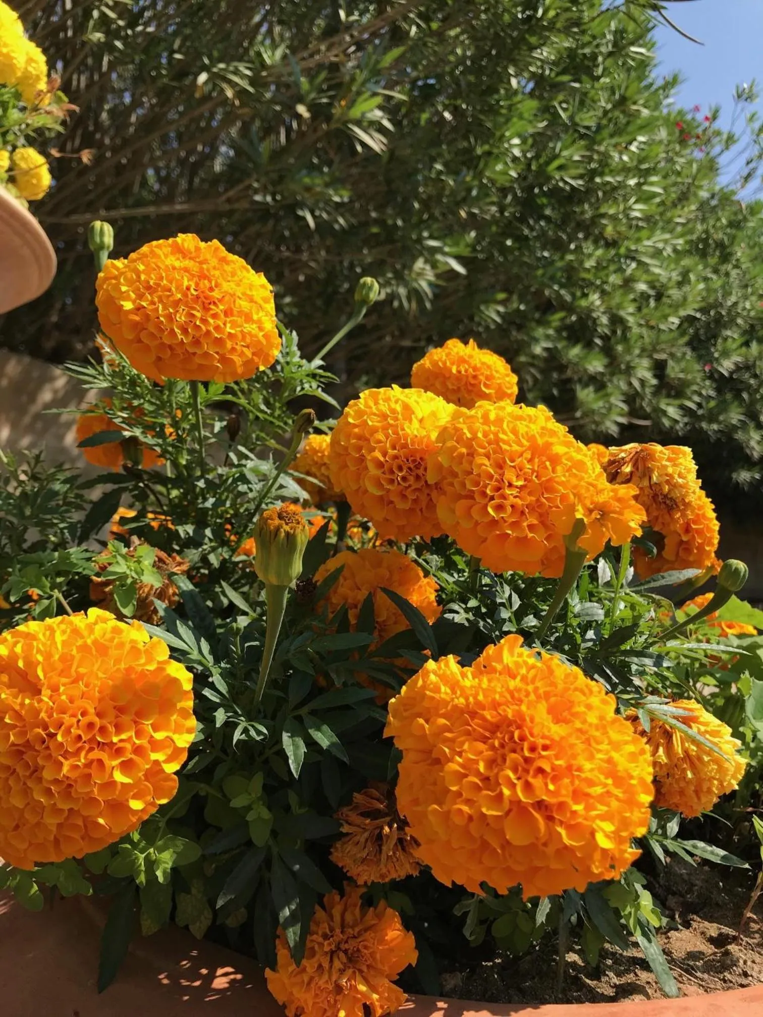 Garden in Hotel Club Koiné