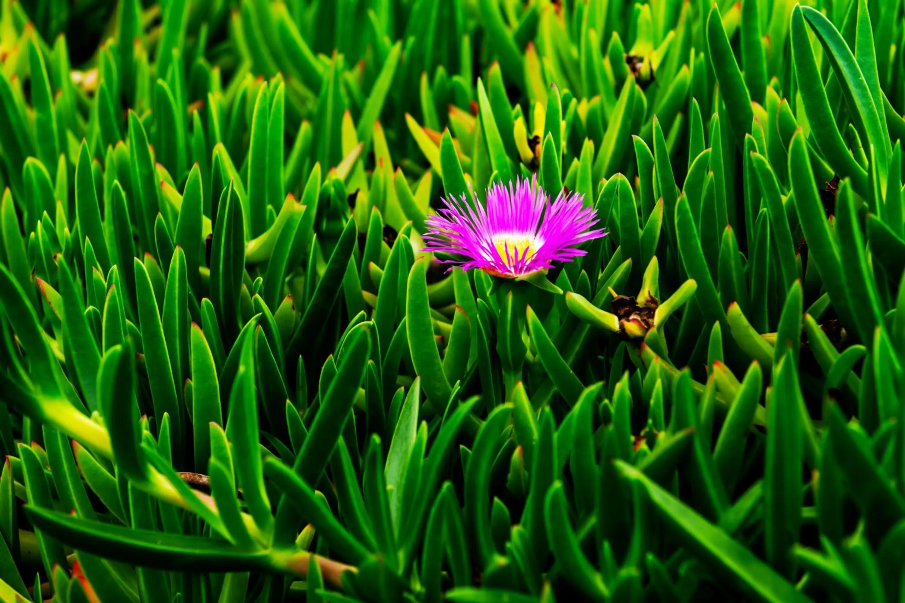 Garden in Refúgio do Cacupé