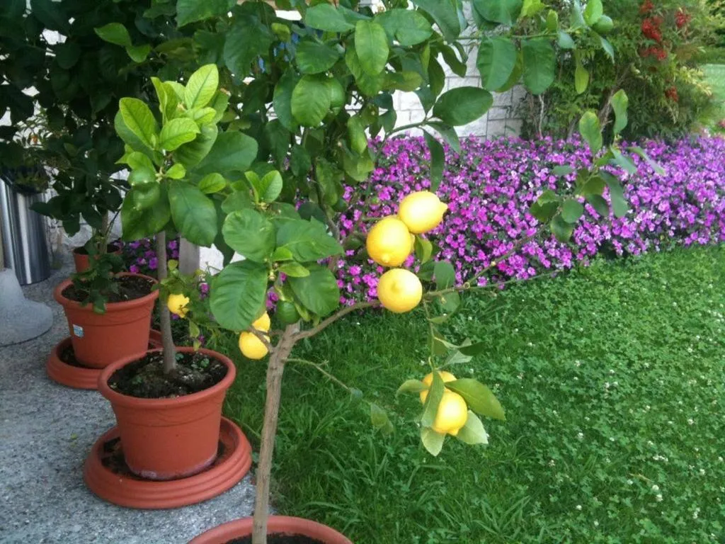 Other in Torre Degli Ulivi