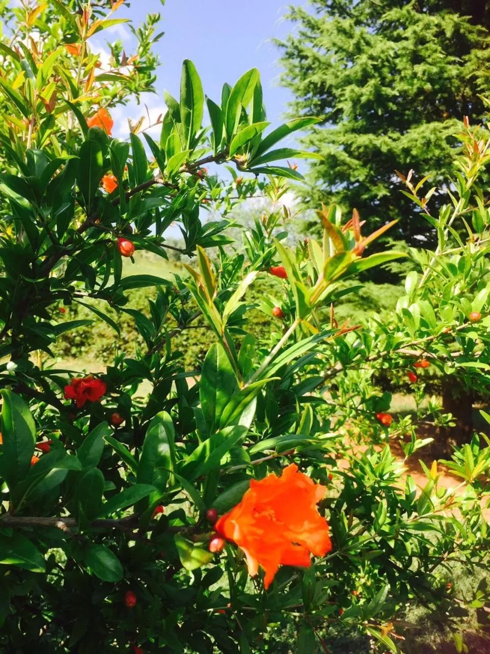 Garden in Rosso Del Chianti