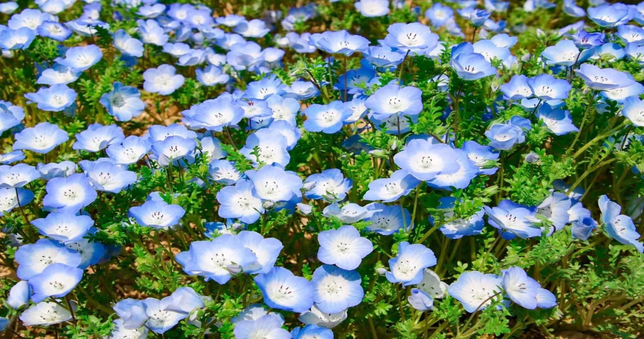Nearby landmark in KAMENOI HOTEL Toba