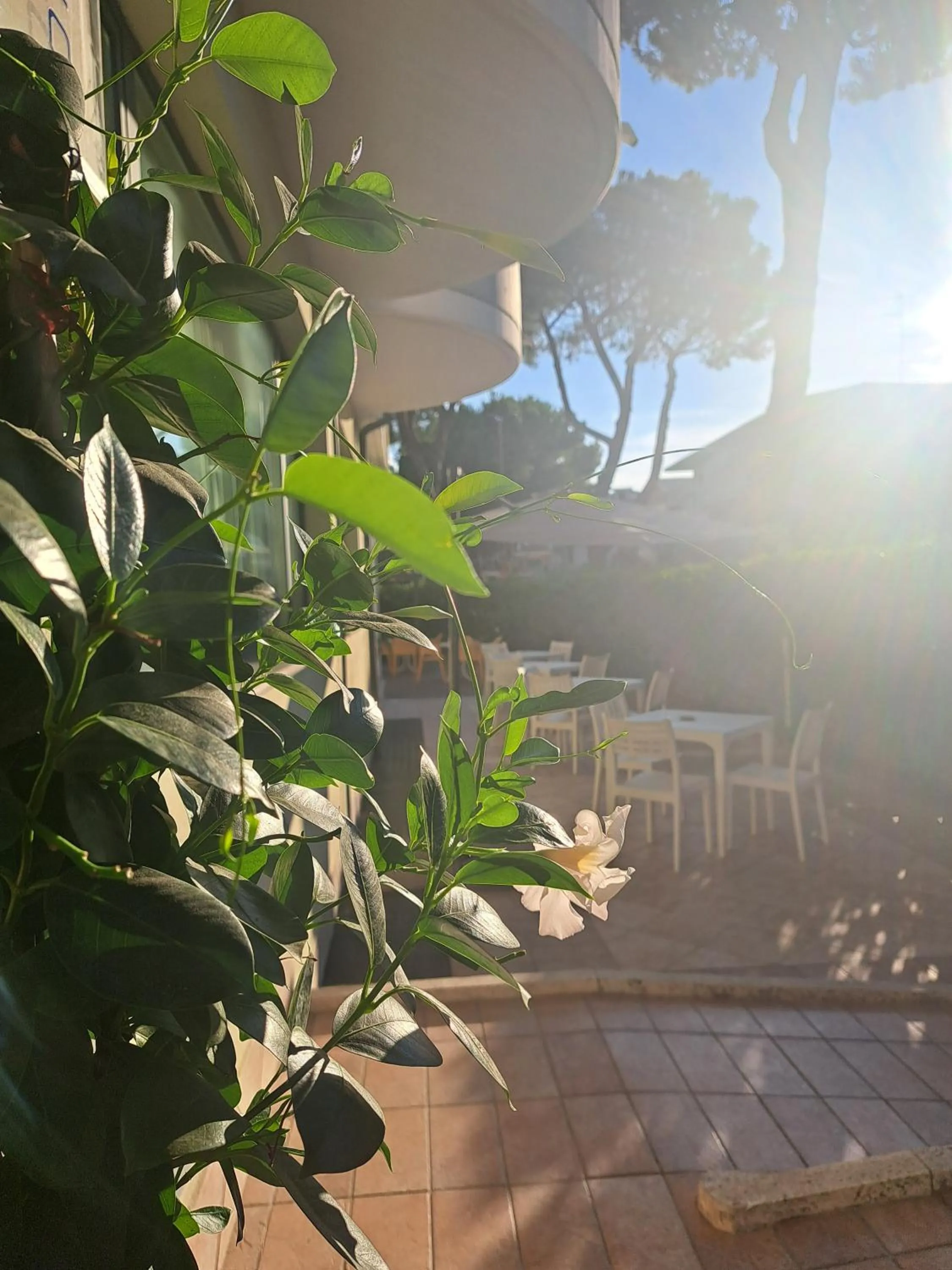 Patio in Hotel Marebello