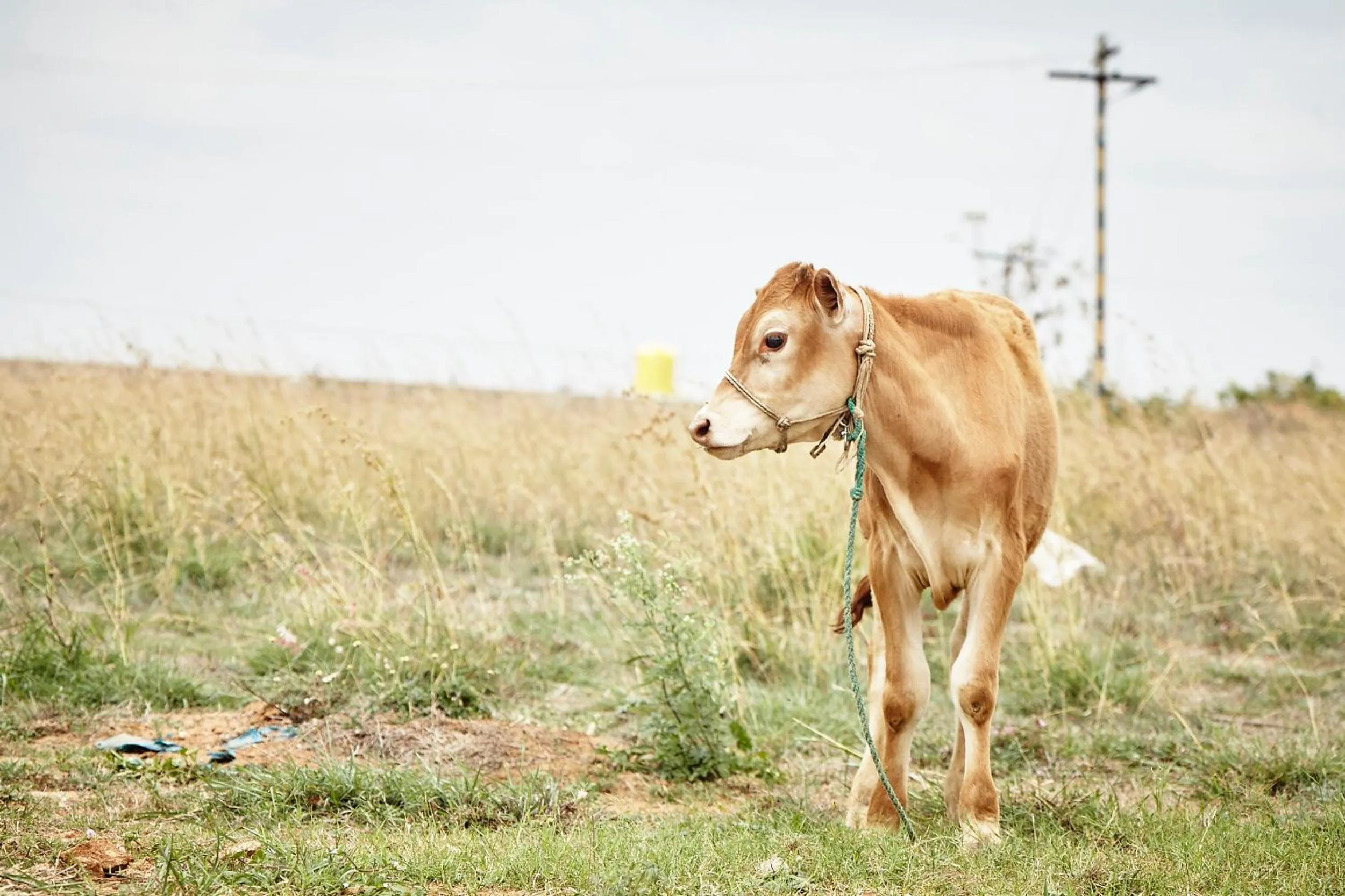 Animals in Holiday Valley Hotels And Resorts