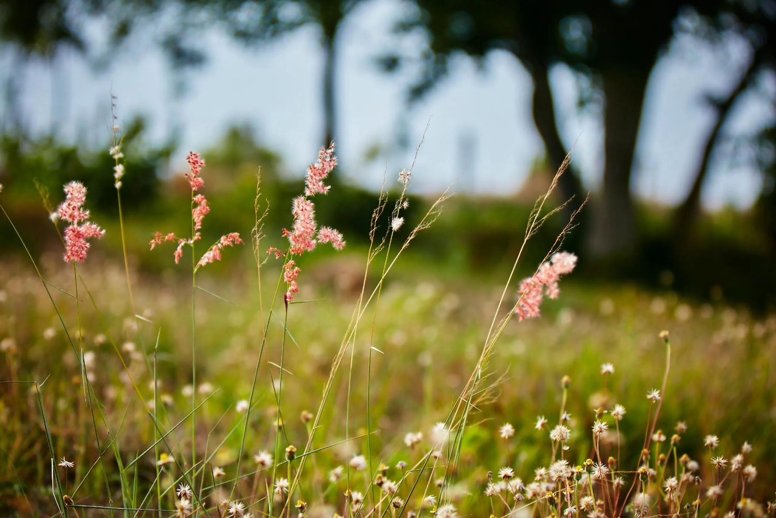 Garden view in Holiday Valley Hotels And Resorts
