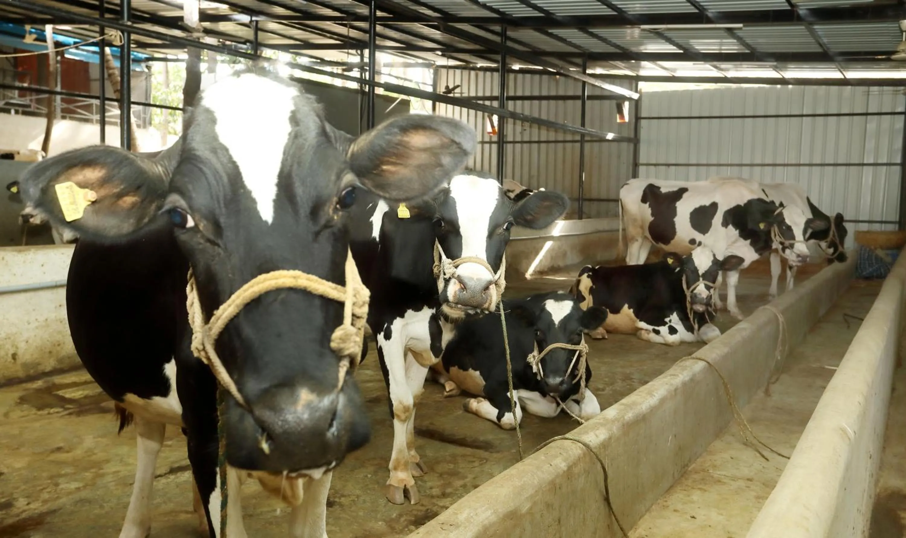 Animals in Holiday Valley Hotels And Resorts