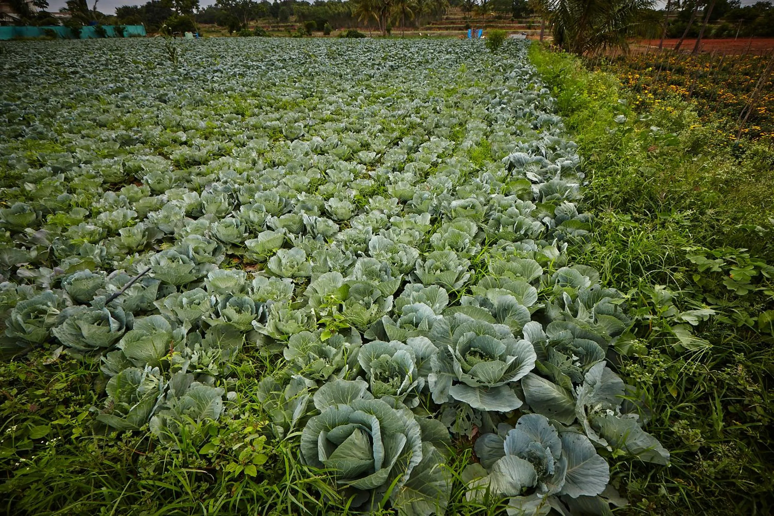 Natural landscape in Holiday Valley Hotels And Resorts