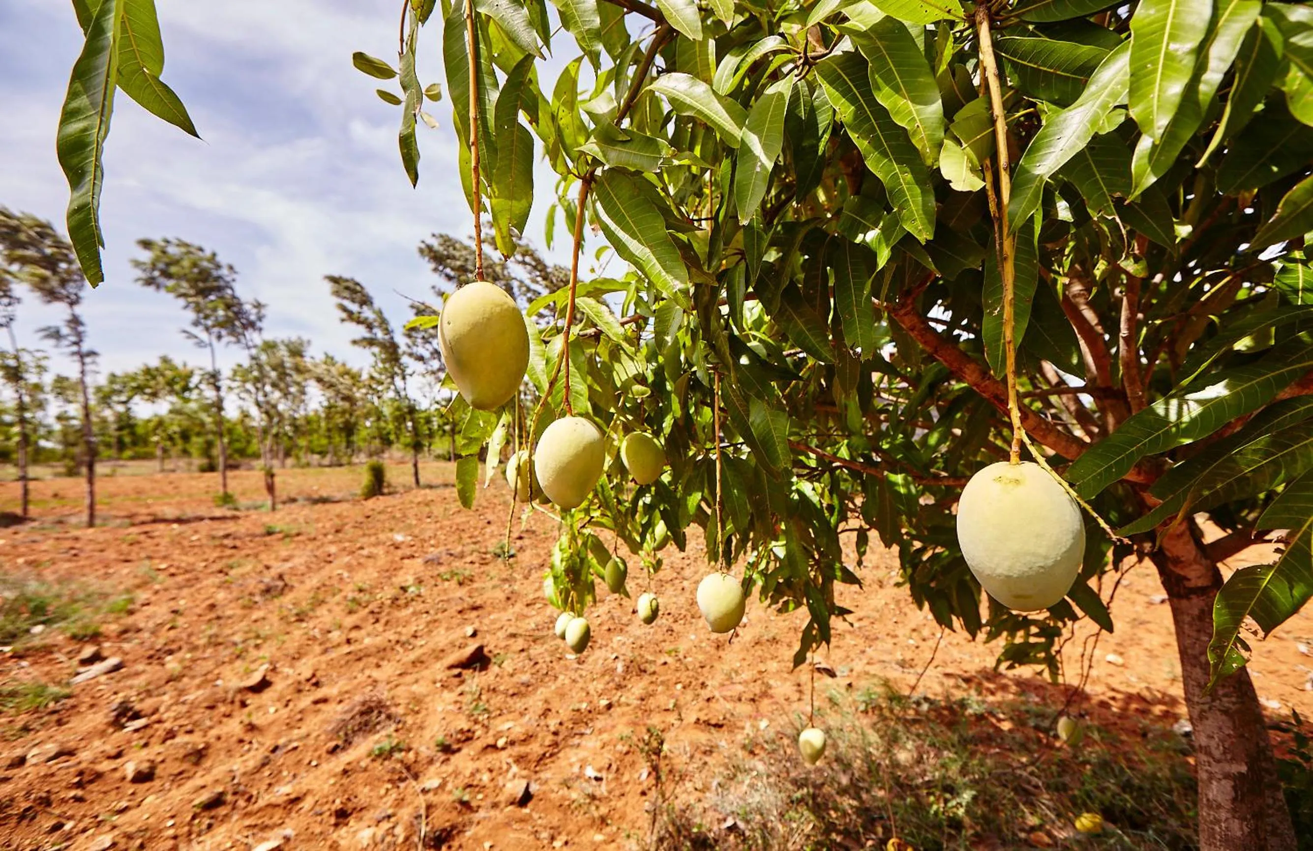 Natural landscape in Holiday Valley Hotels And Resorts