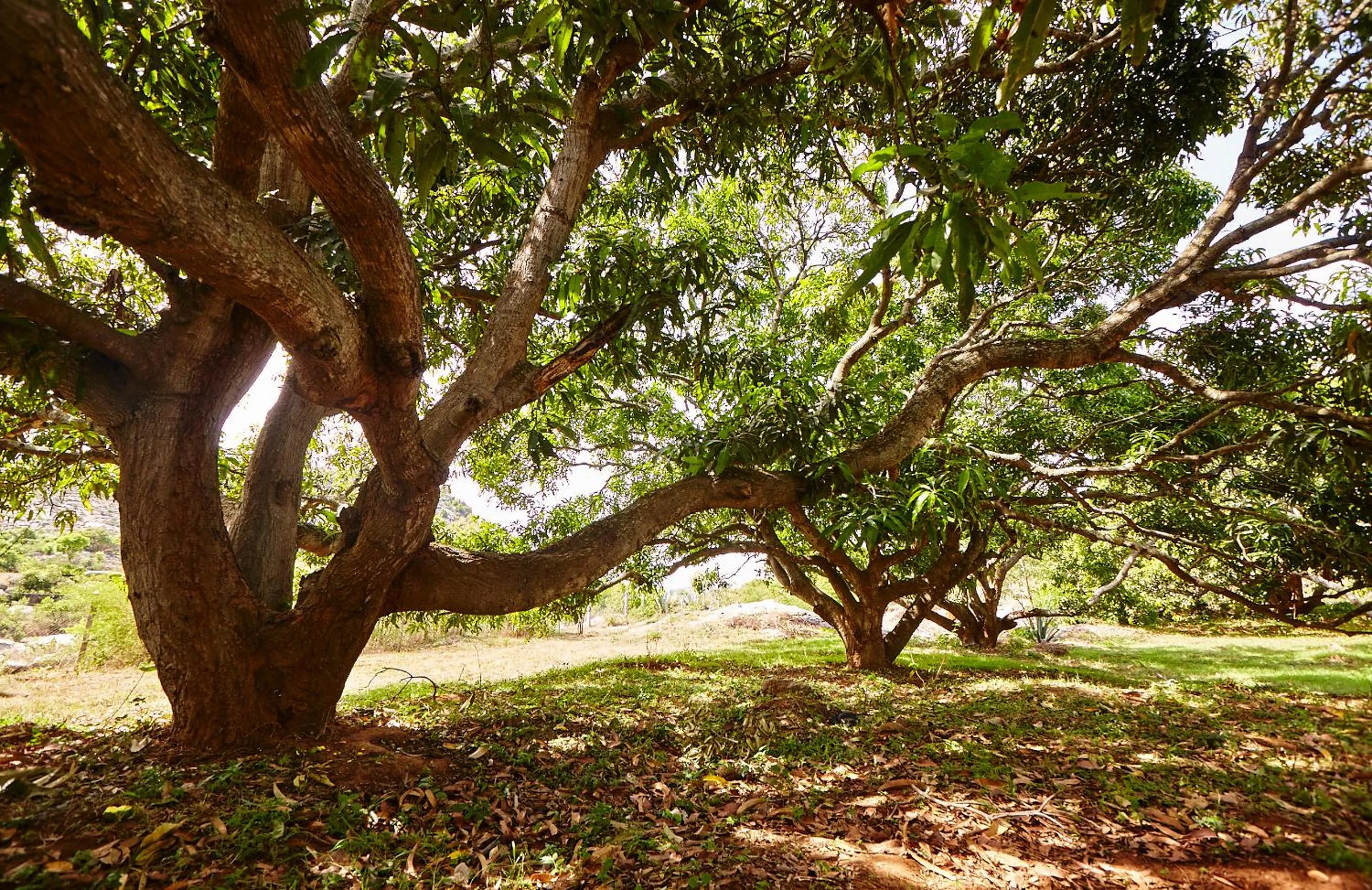 Natural landscape in Holiday Valley Hotels And Resorts