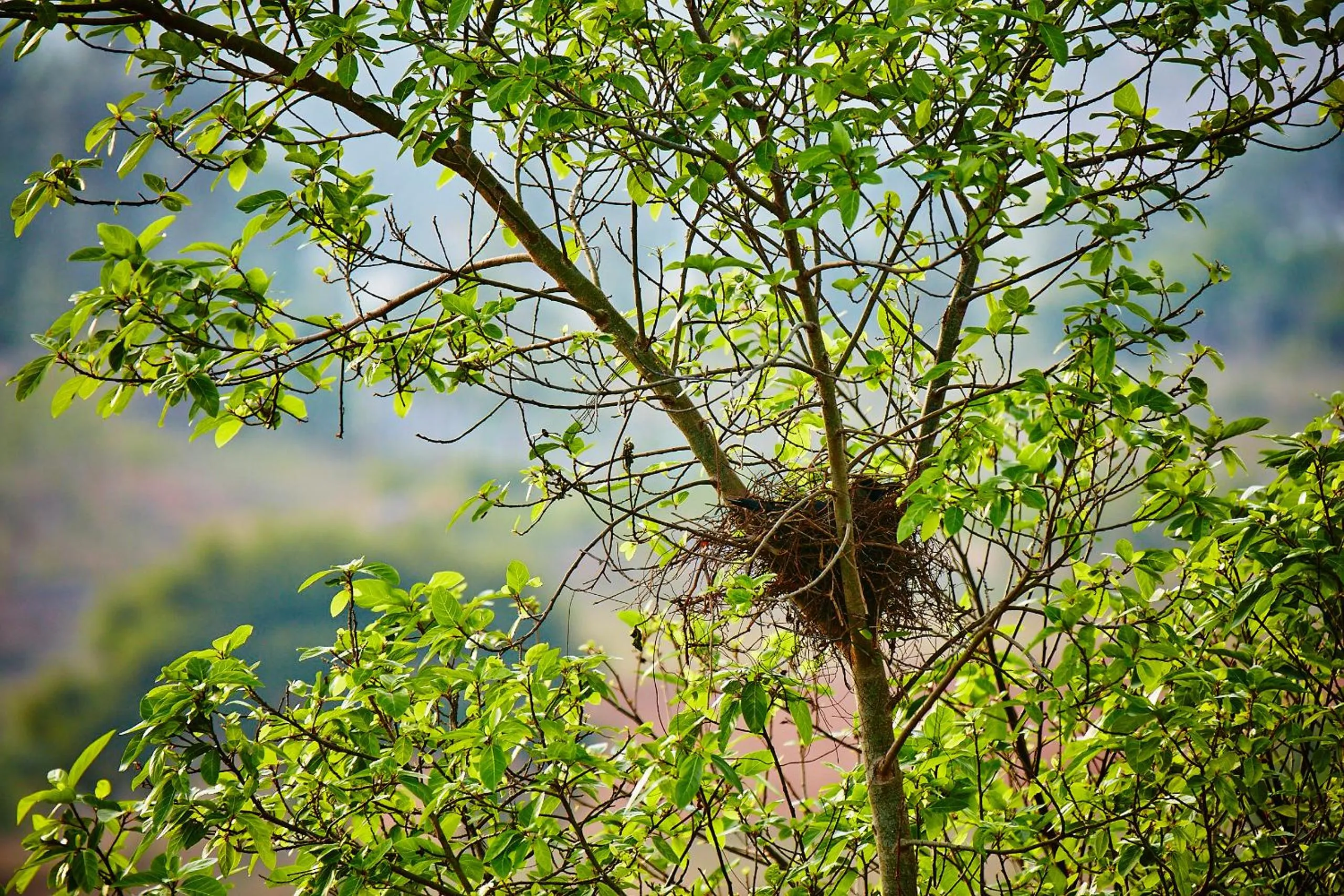 Other in Holiday Valley Hotels And Resorts