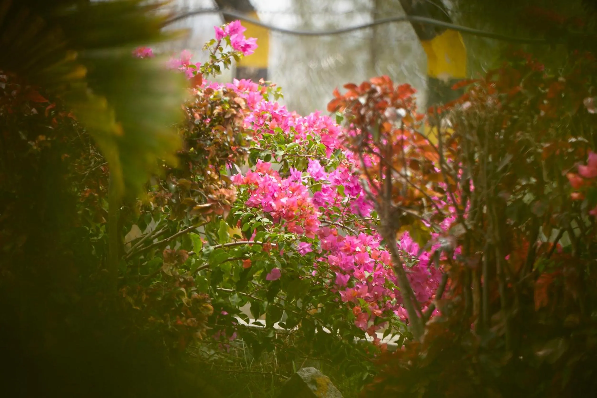 Garden in Holiday Valley Hotels And Resorts