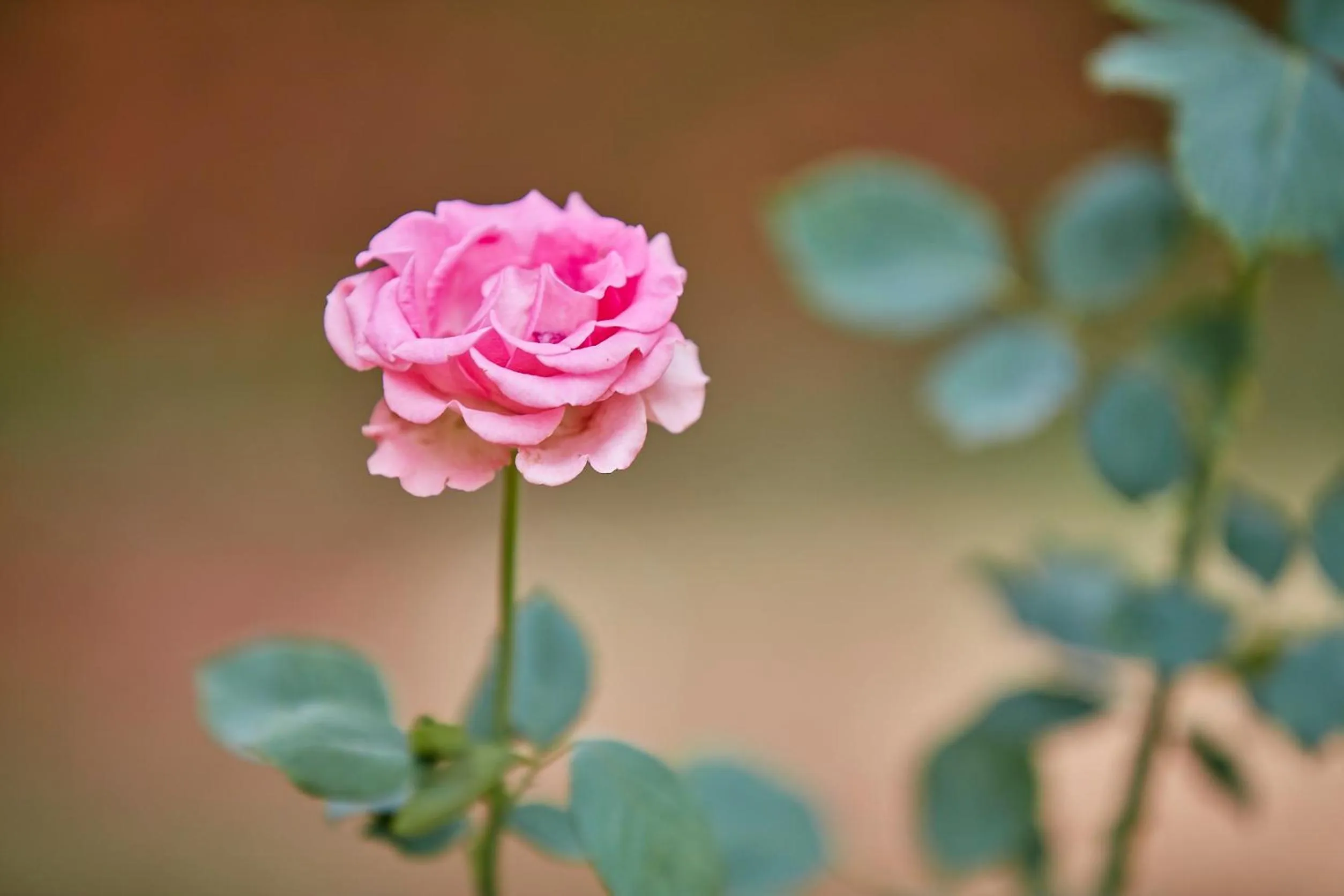 Garden in Holiday Valley Hotels And Resorts