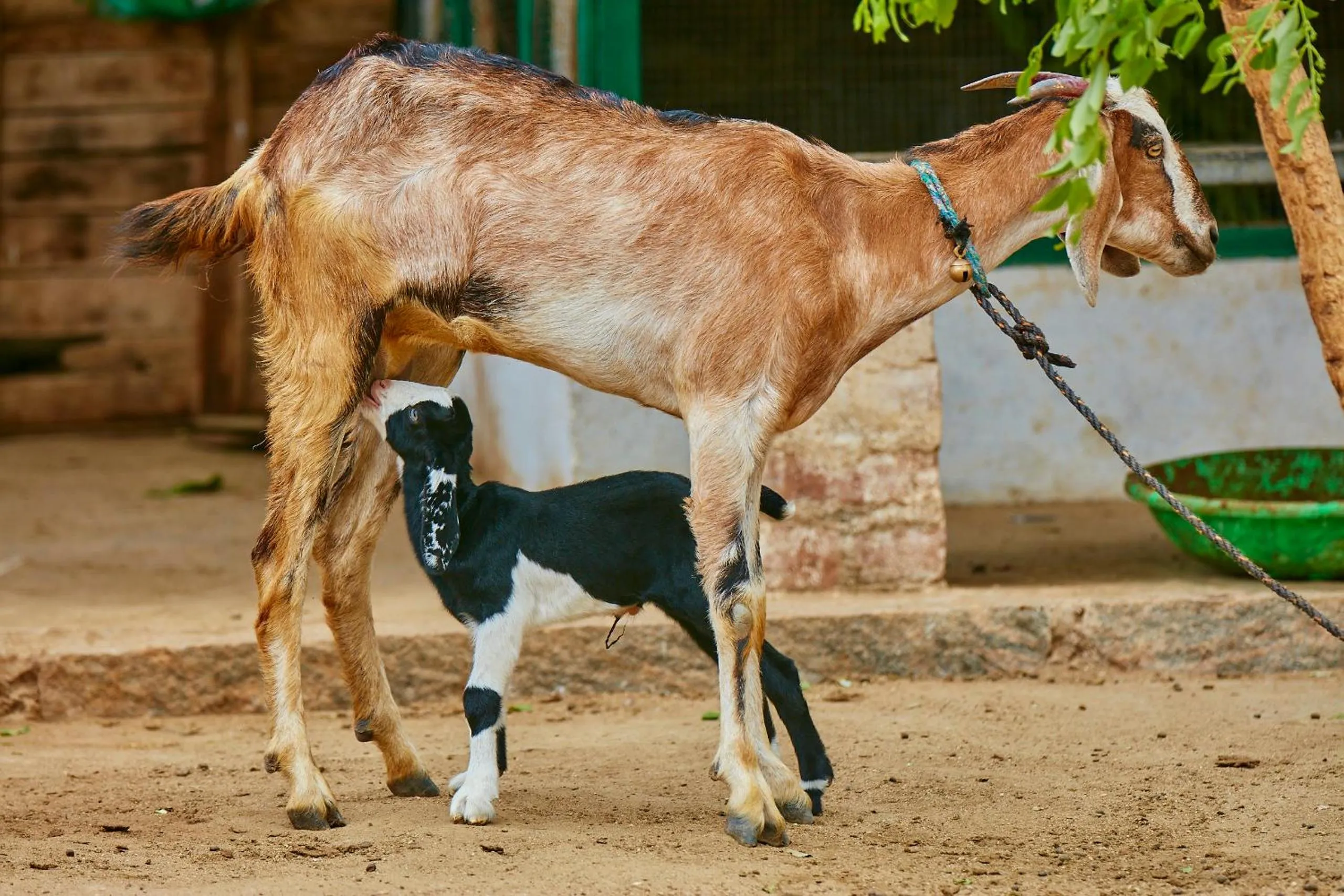 Animals in Holiday Valley Hotels And Resorts