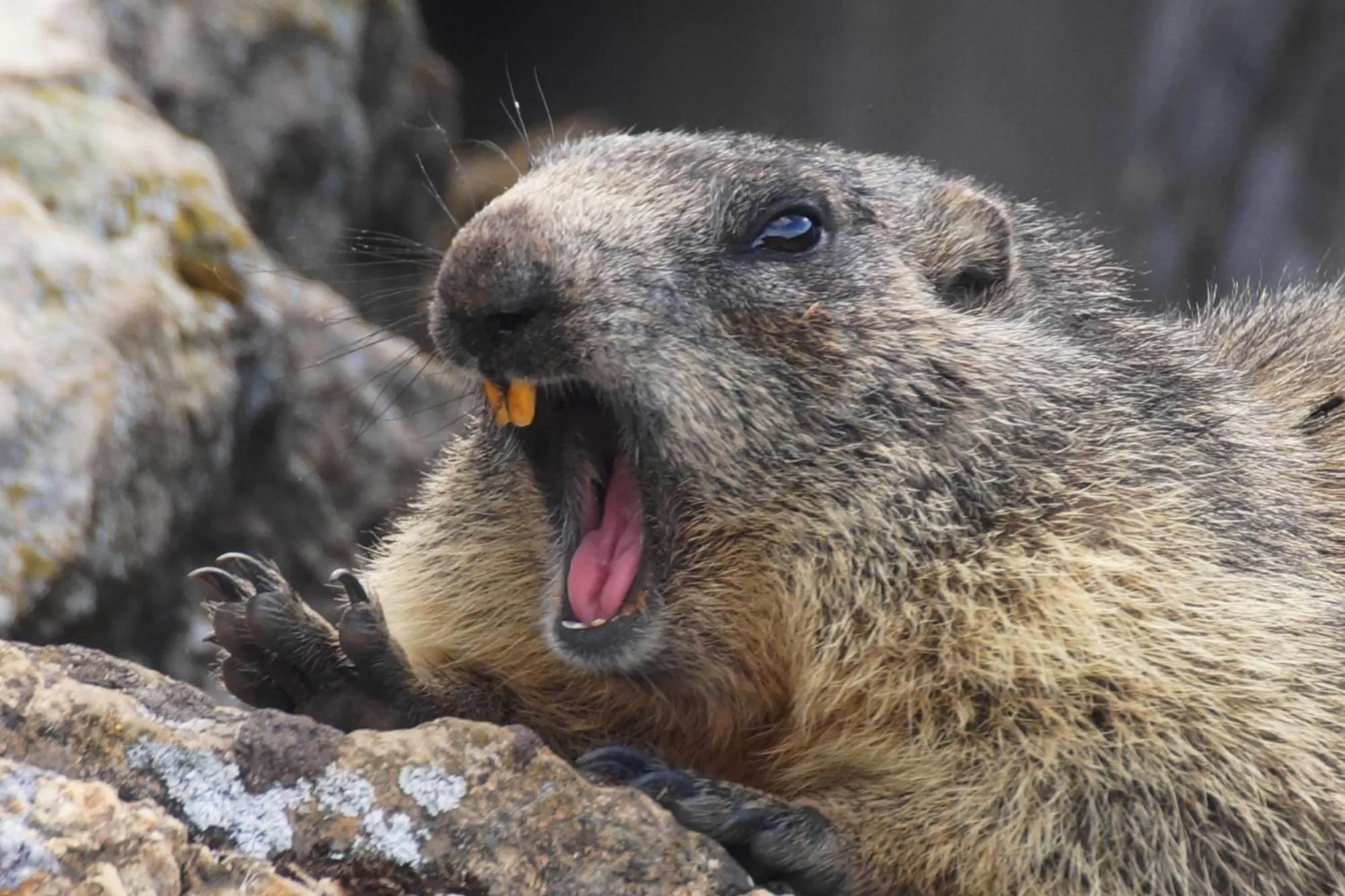 Animals in Hotel Zeit & Traum Privat SPA