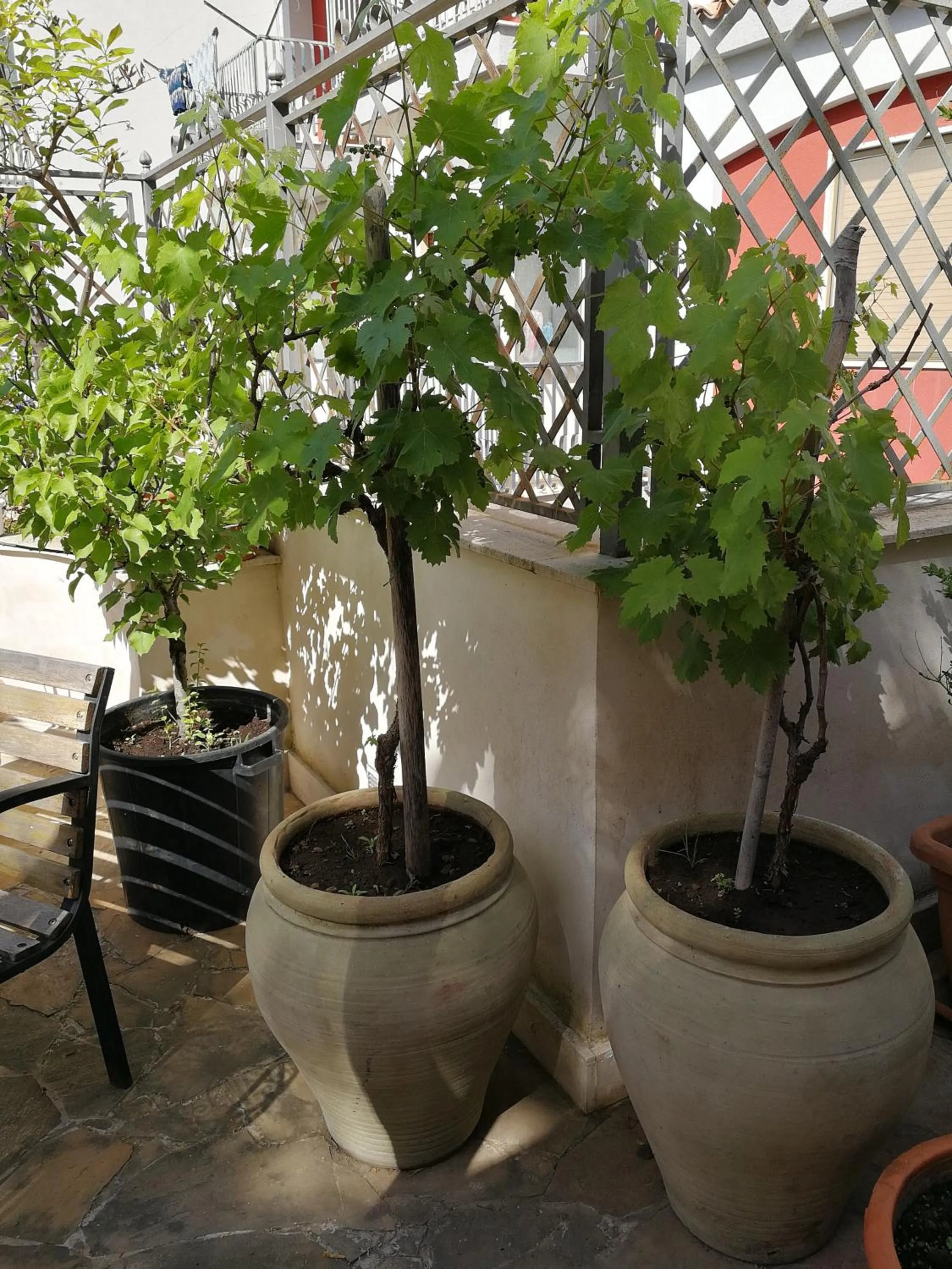 Balcony/Terrace in Il Giardino Dei Limoni
