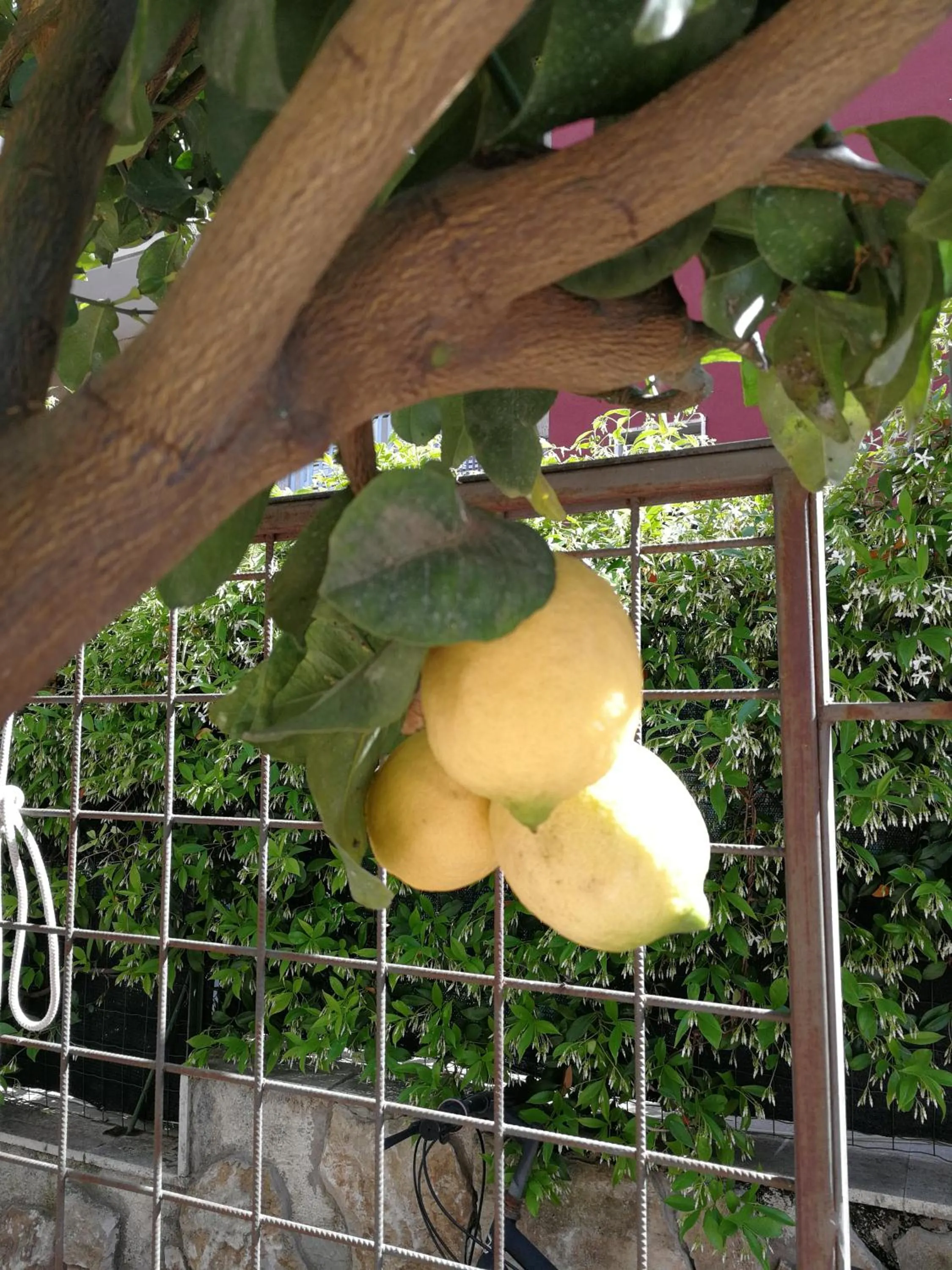 Il Giardino Dei Limoni
