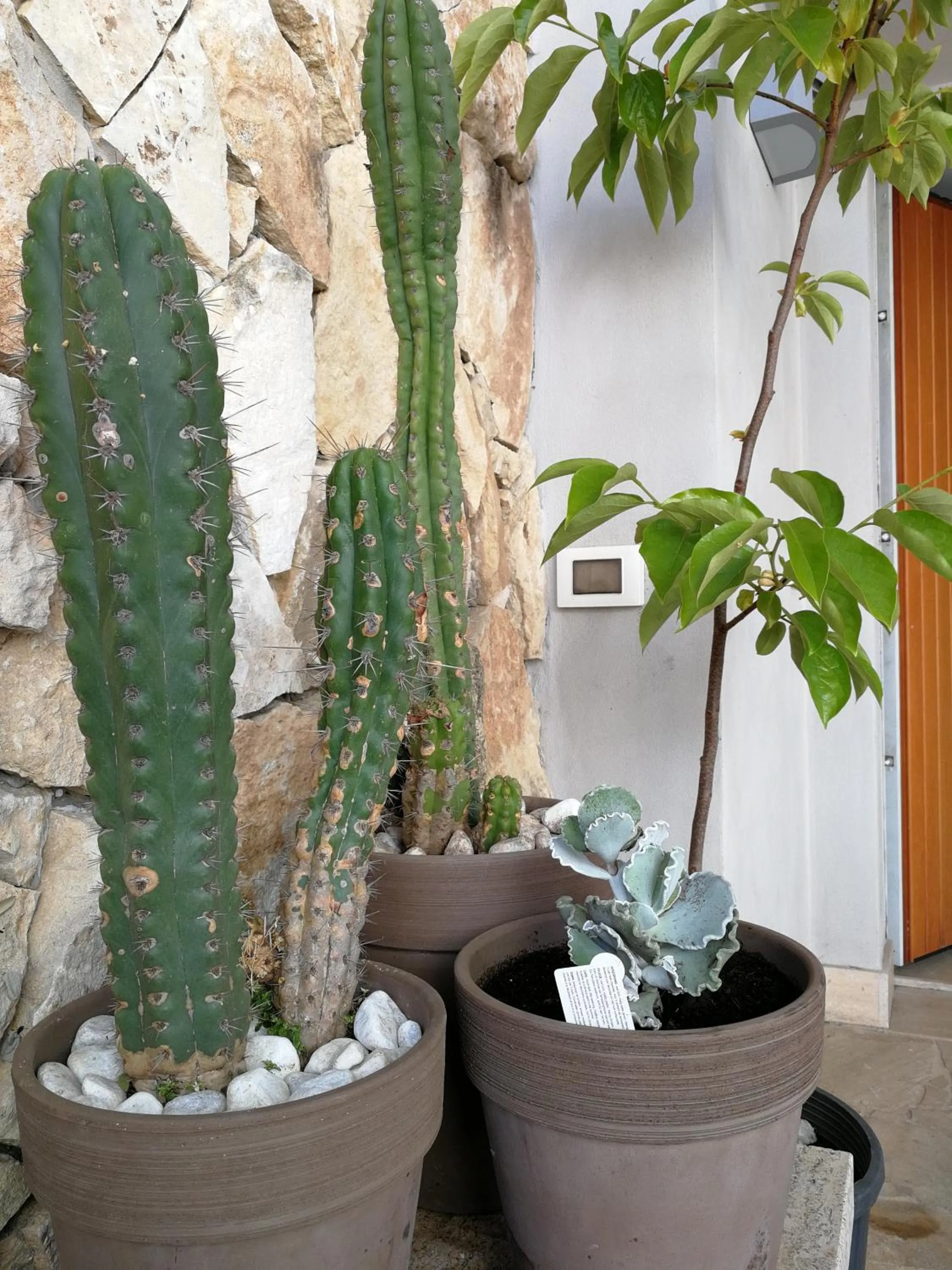 Il Giardino Dei Limoni