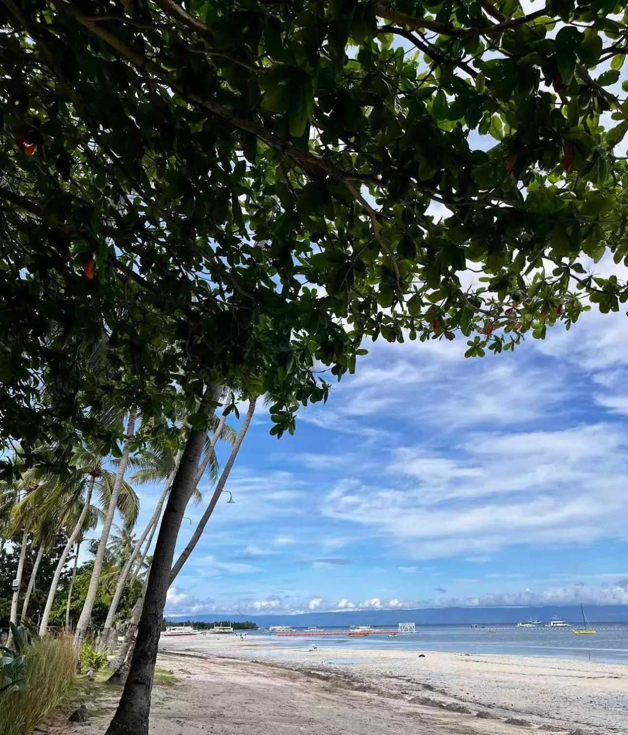 Property building in Bohol Panglao Begonia Resort