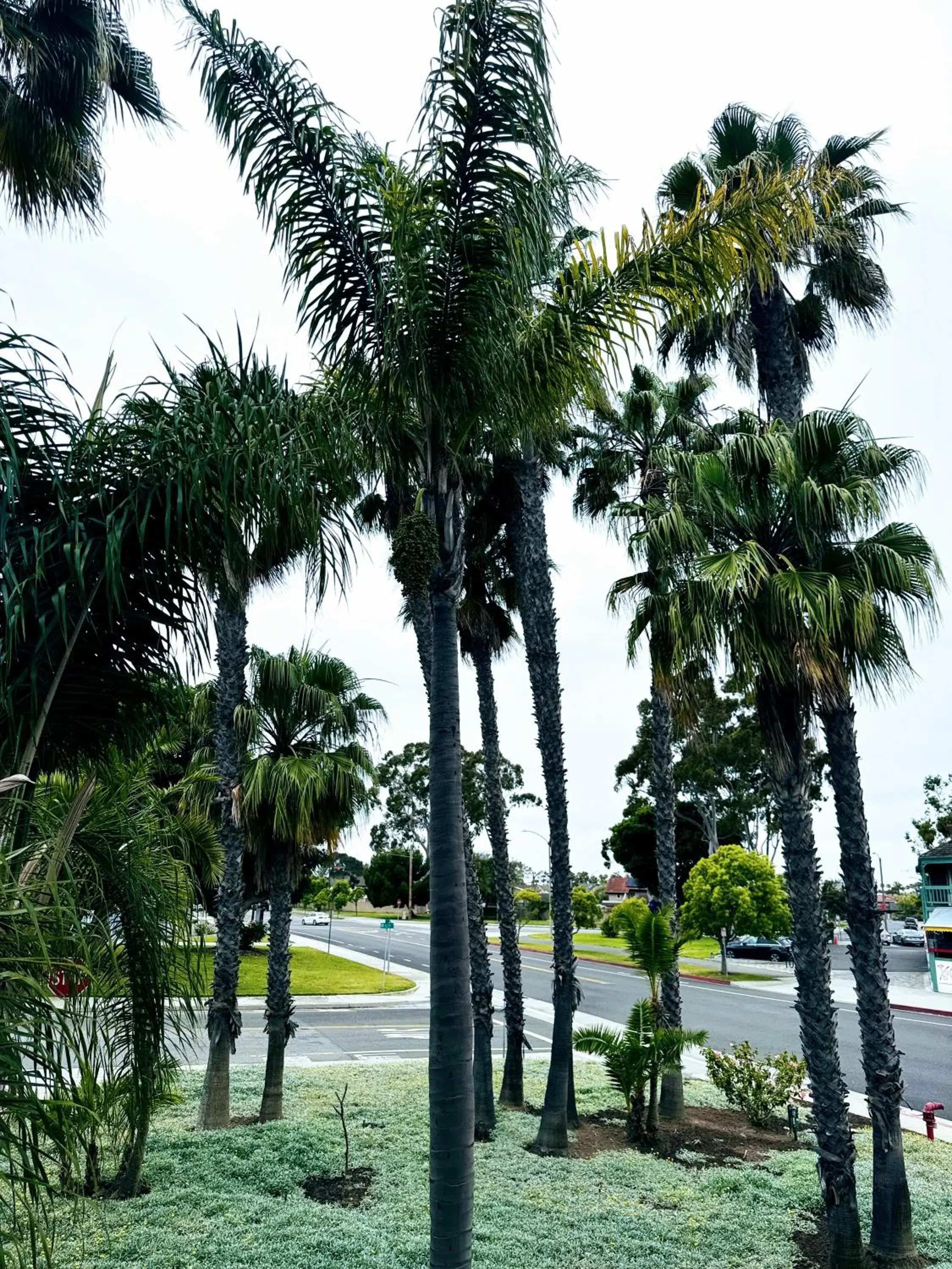 Garden view in The Pacific Inn Garden view in The Pacific Inn