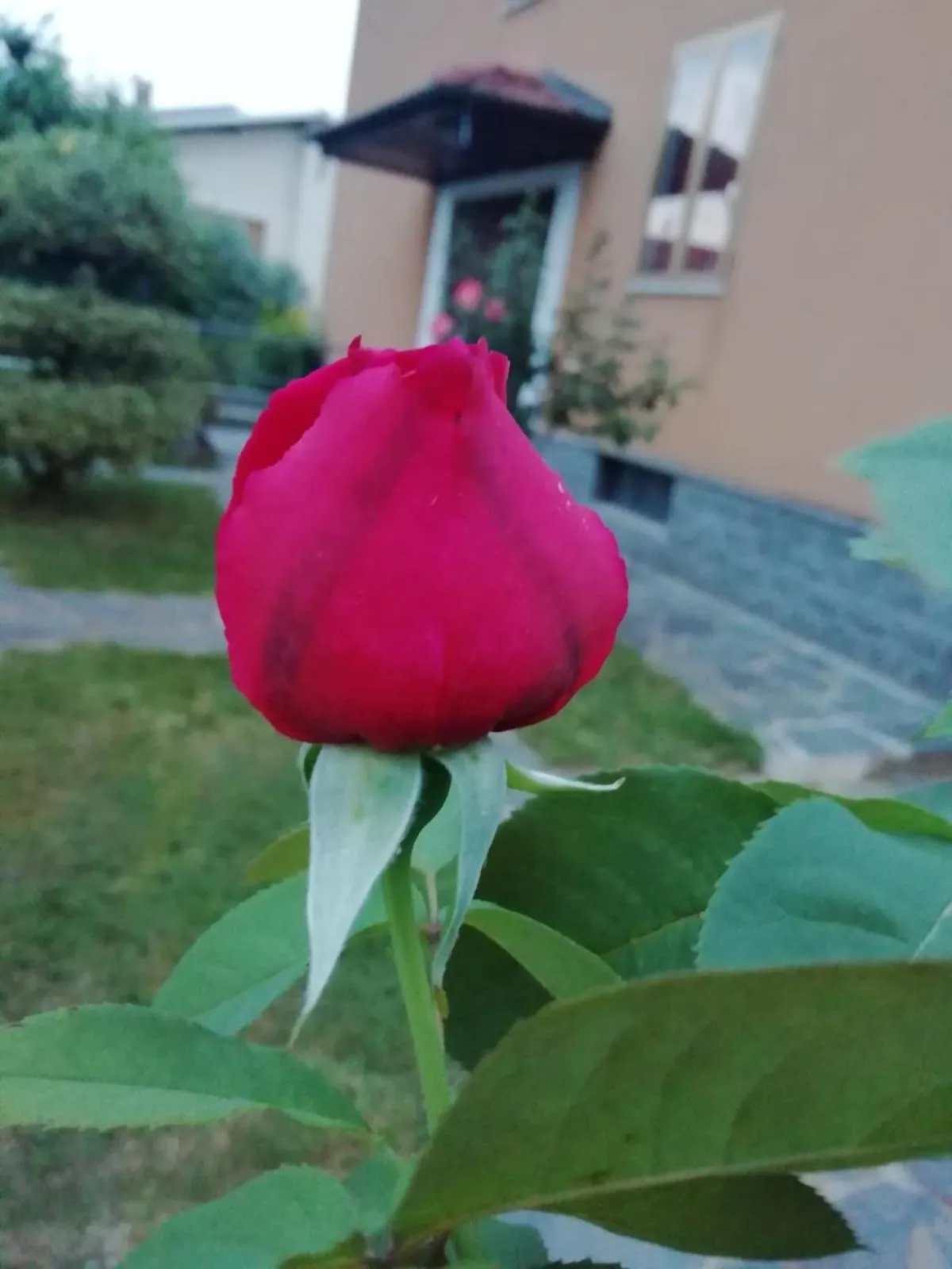 Garden in Villa Luisa B&B