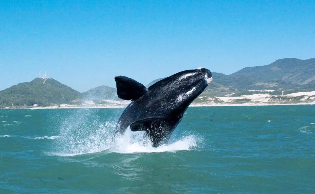 Animals in Pousada Mevlana Garden