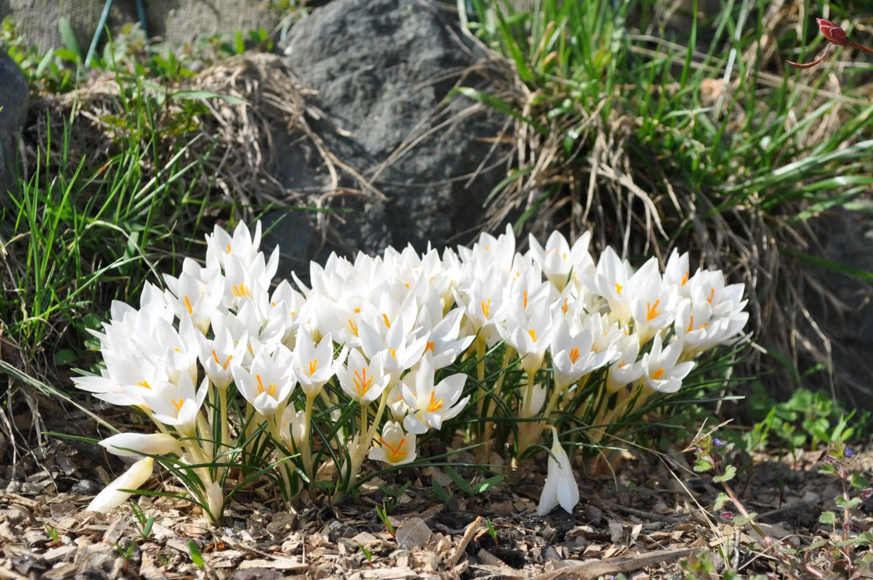 Garden in B&B Ambrosia
