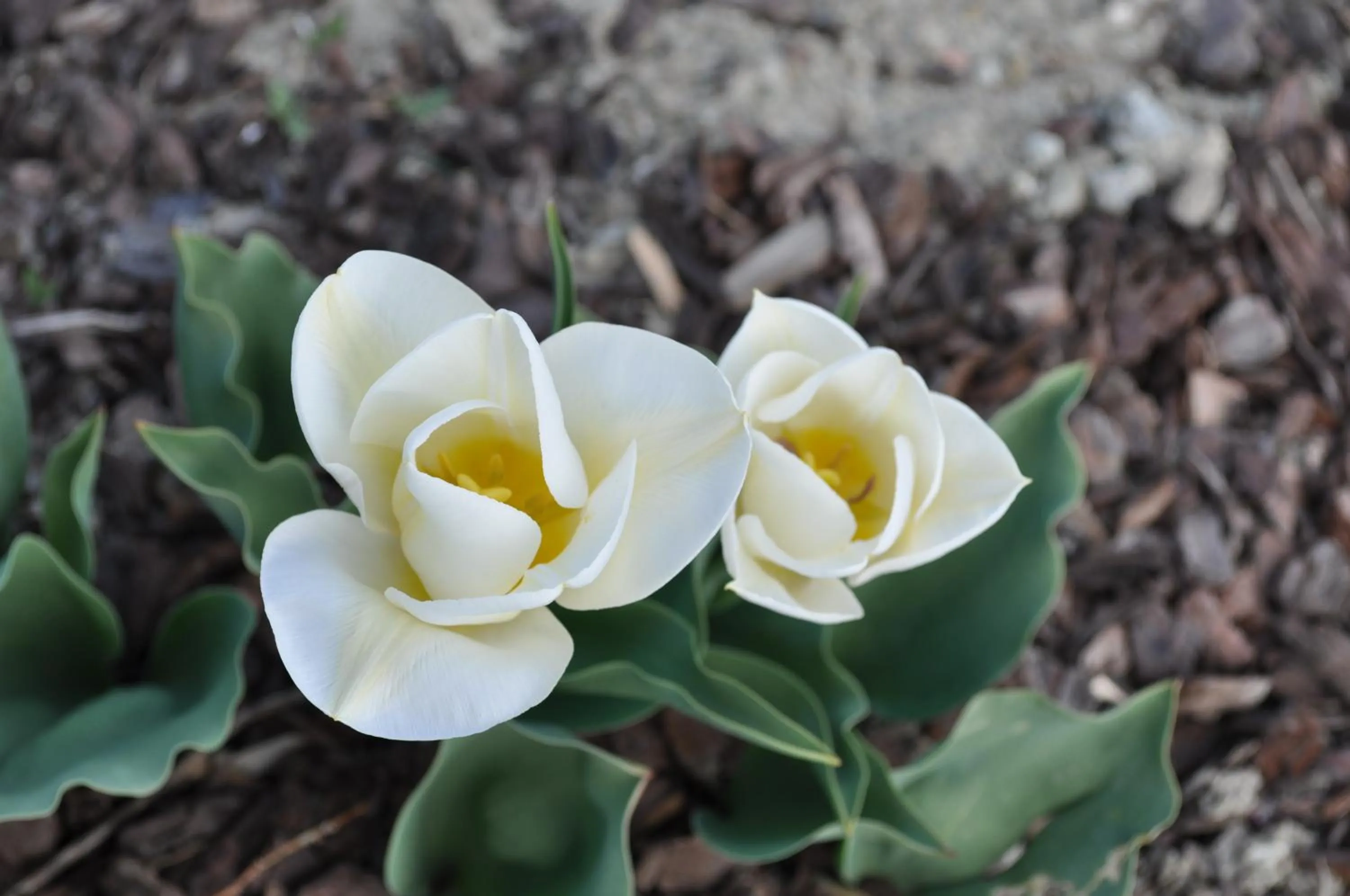 Spring in B&B Ambrosia