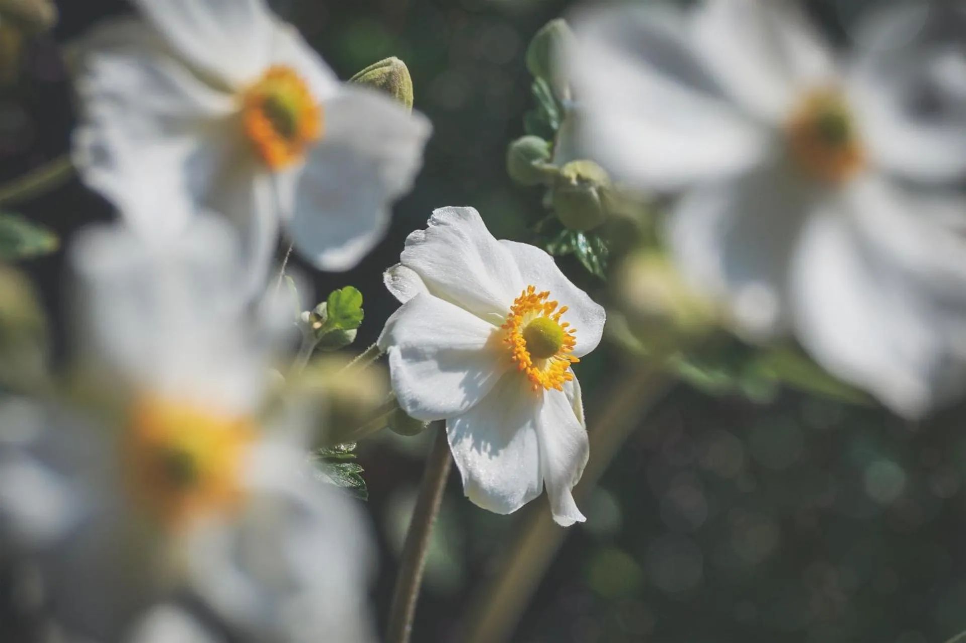 Garden in B&B Ambrosia