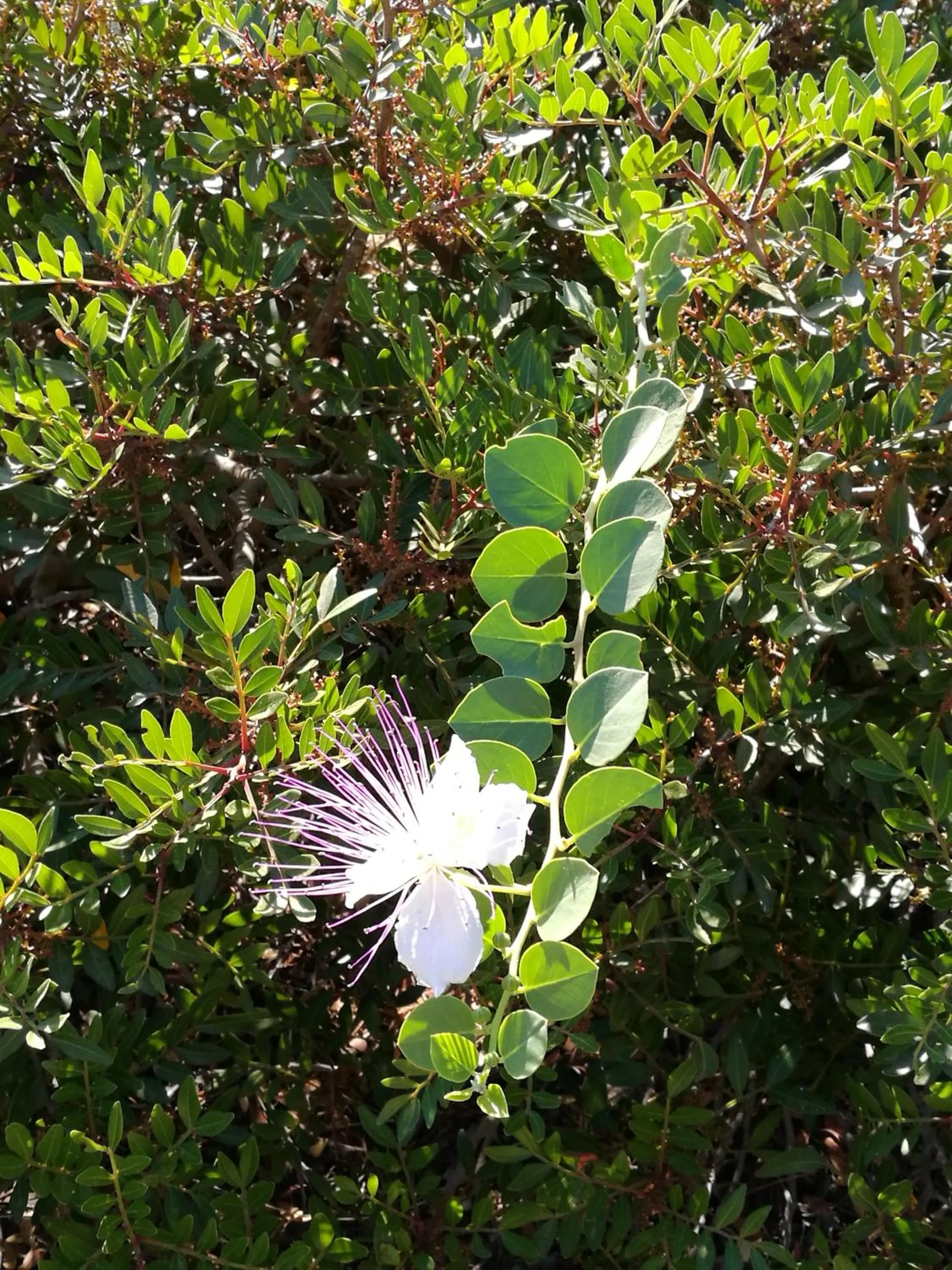 Natural landscape in Portoselvaggio Villa Martina