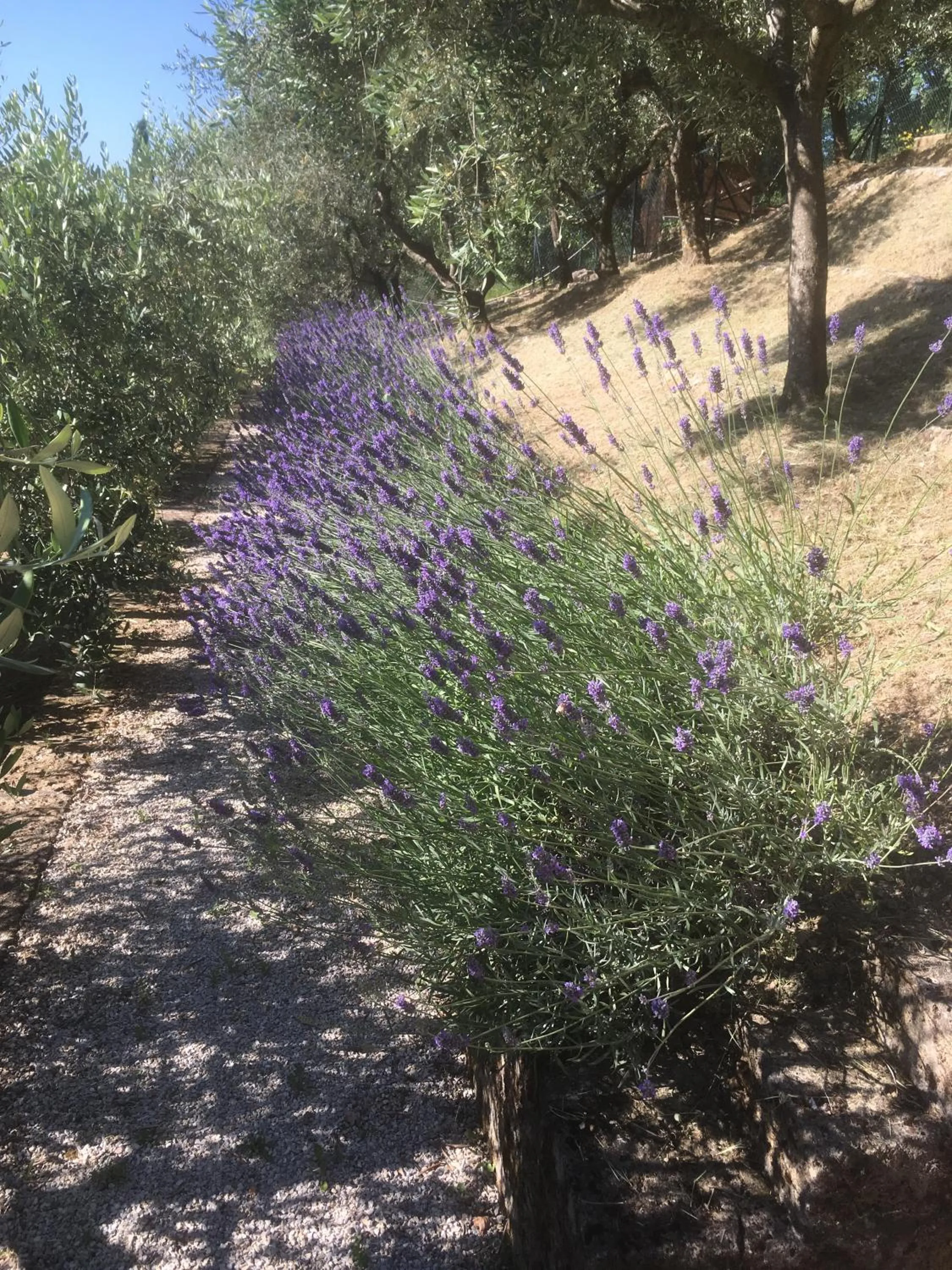 Garden in B&B Le Terrazze