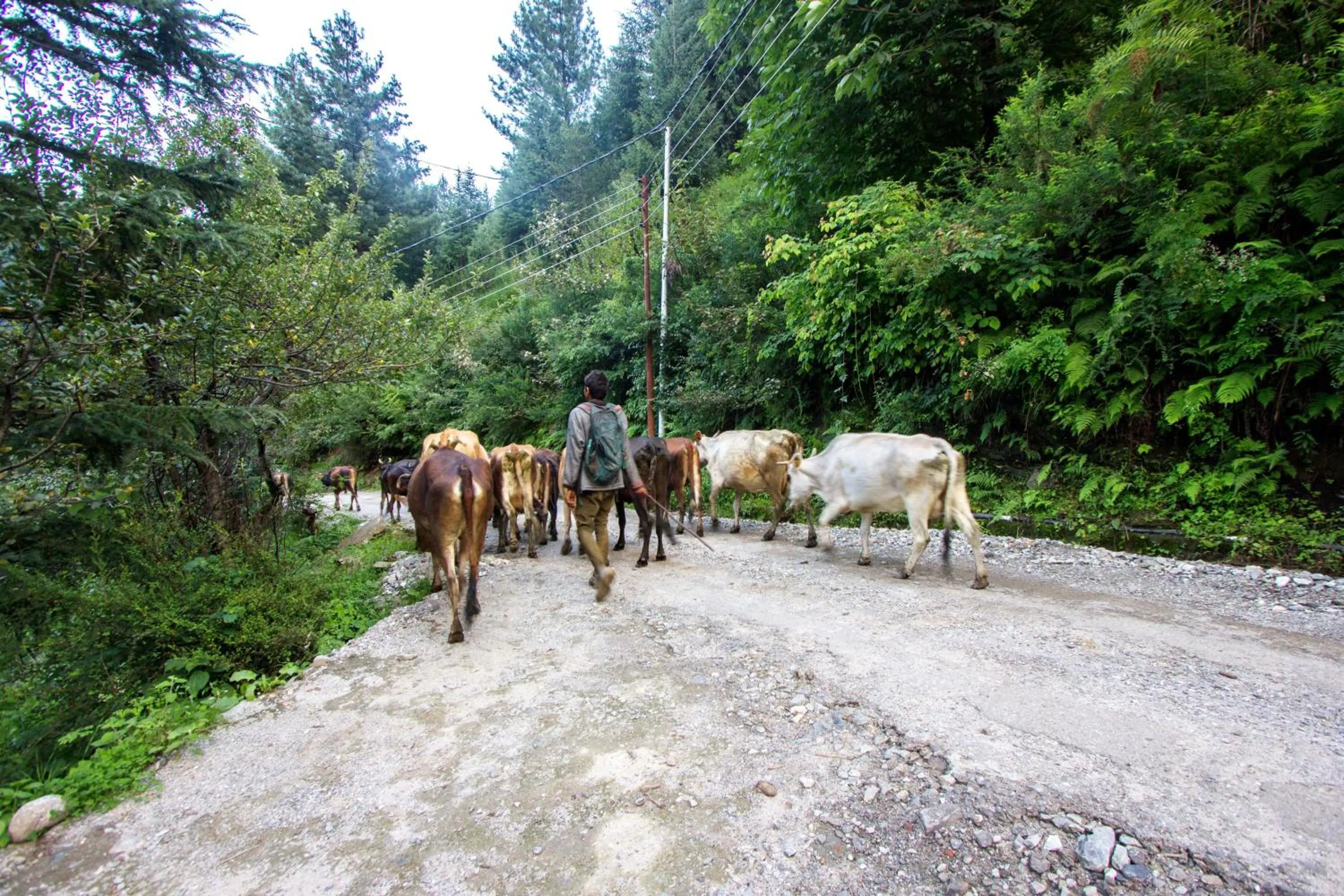 Other in Baan by Snow City Farm