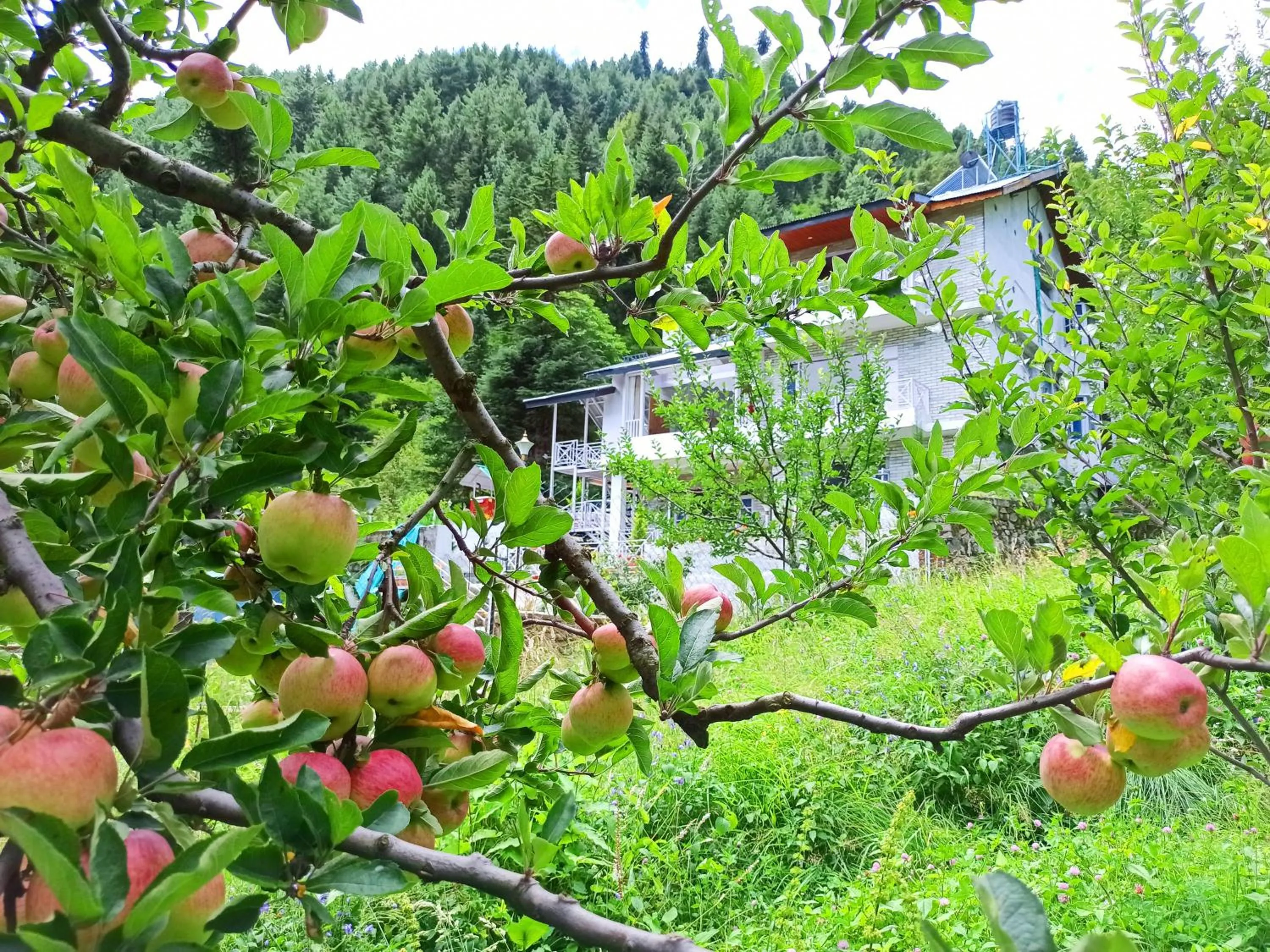 Garden in Baan by Snow City Farm