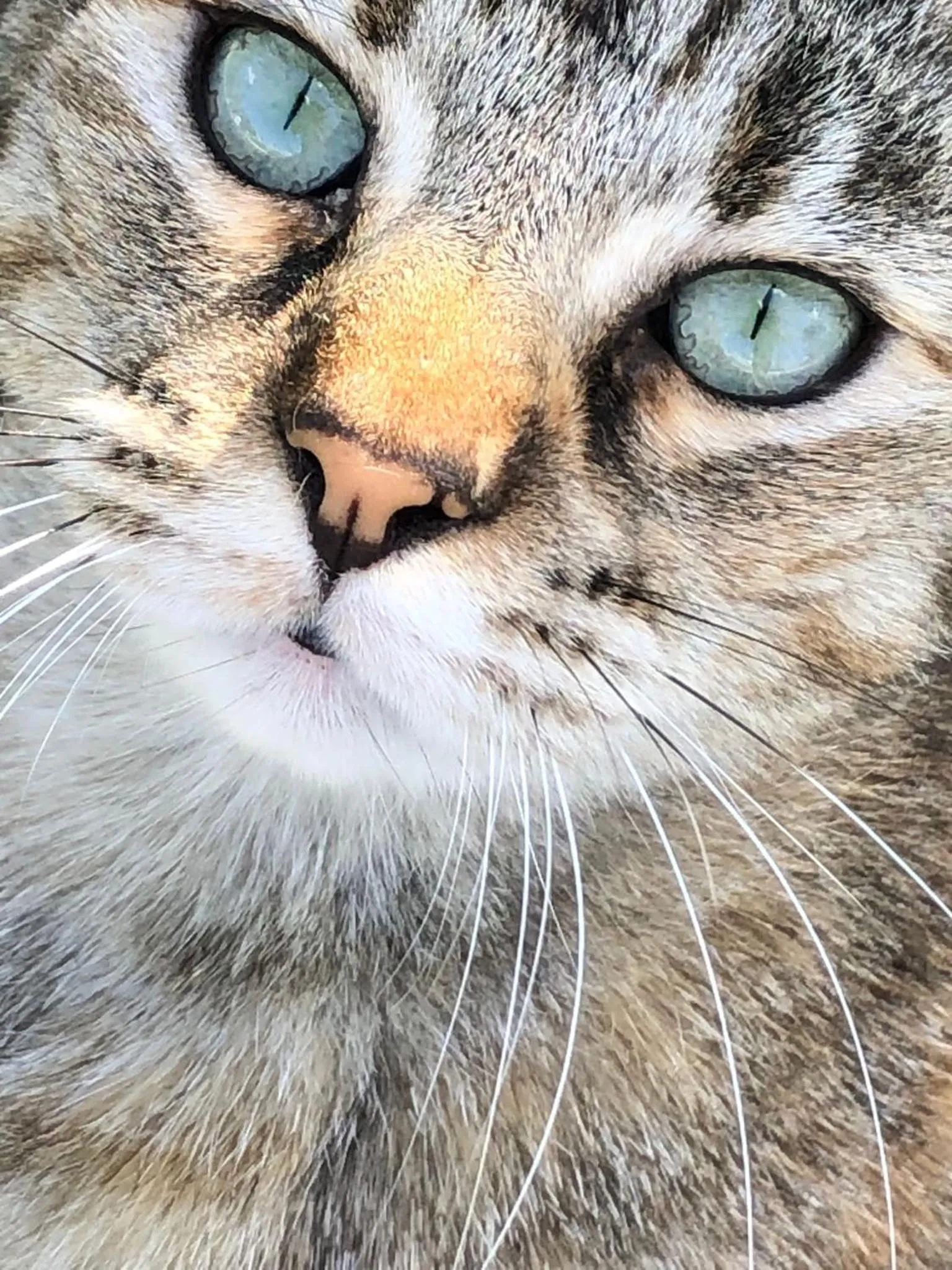 Villa Mola Bed And Breakfast