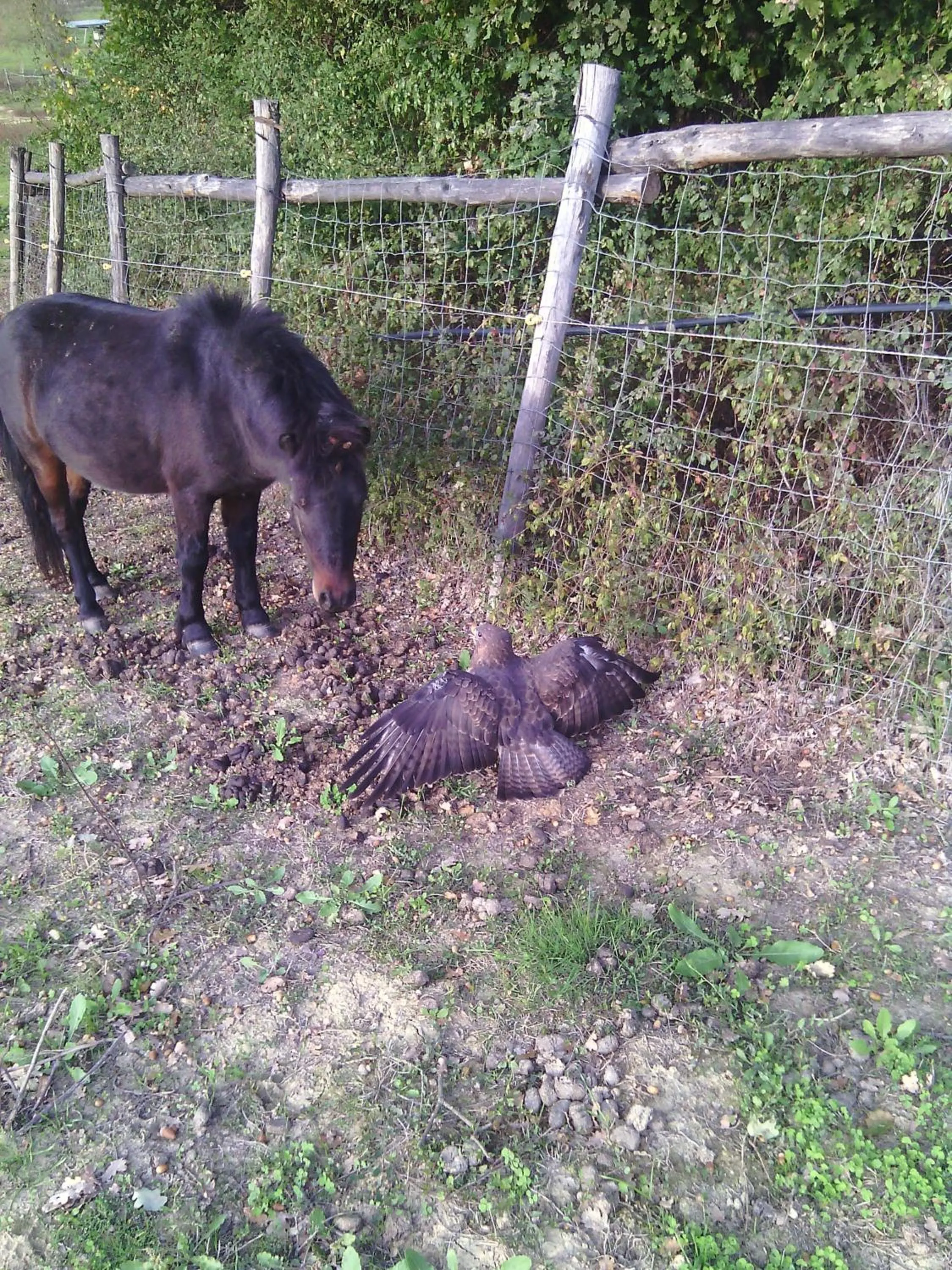Artisti Del Cavallo Tourism