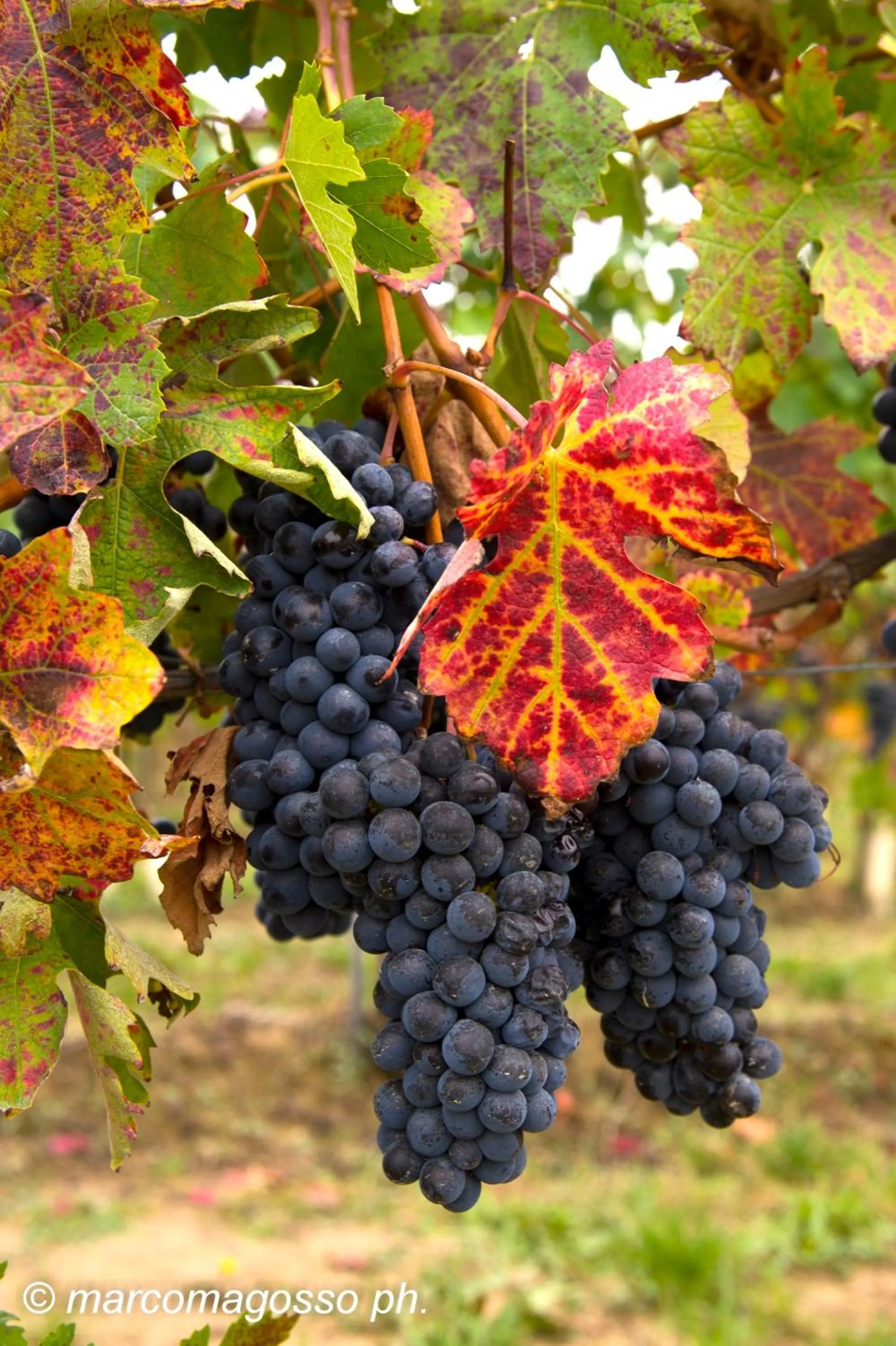 Area and facilities in The Green Guest House