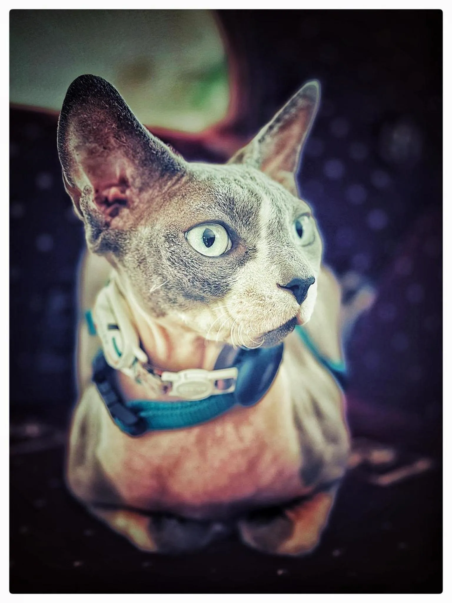 Animals in Pensjonat Zakątek