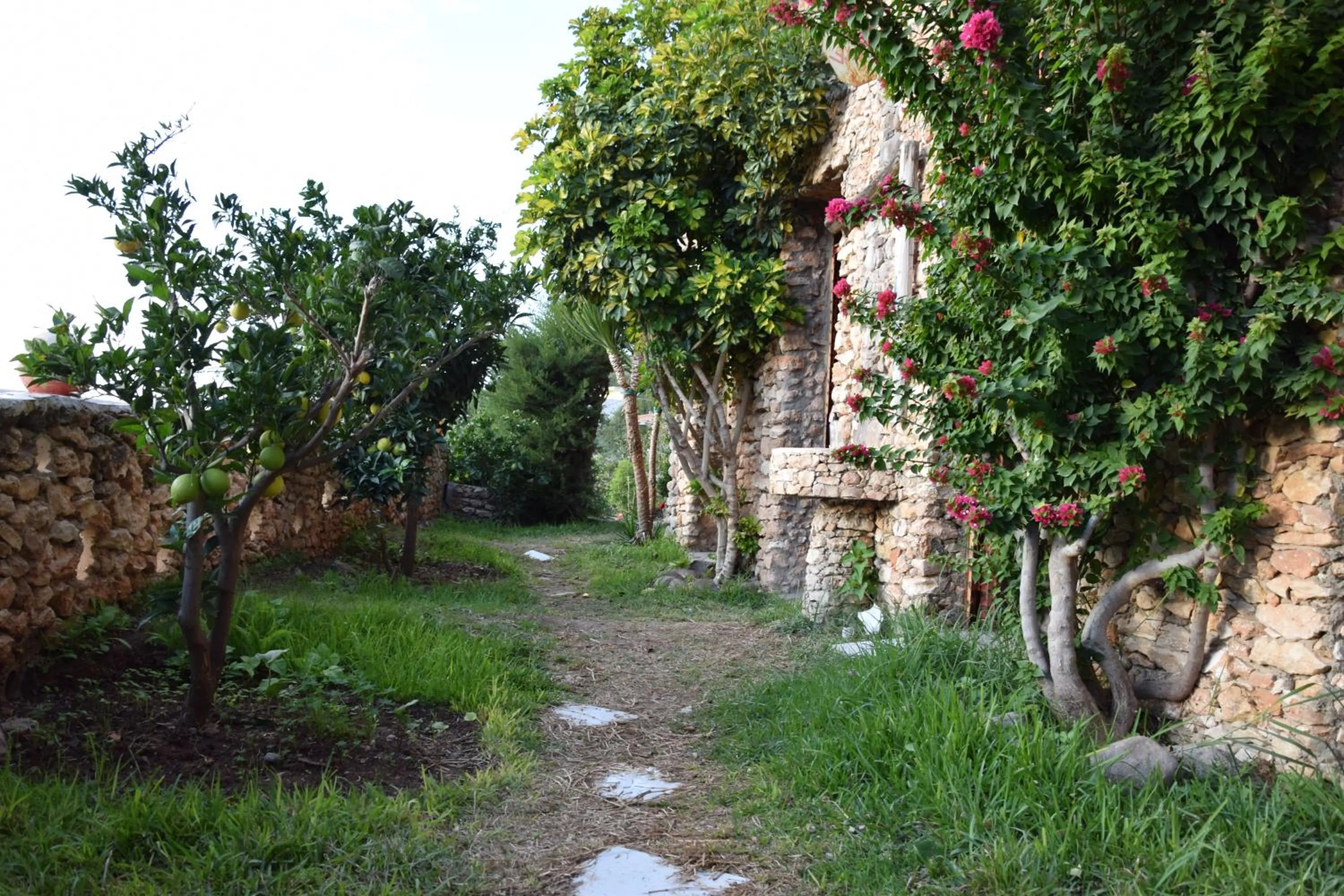 Garden in Hotel Leonor