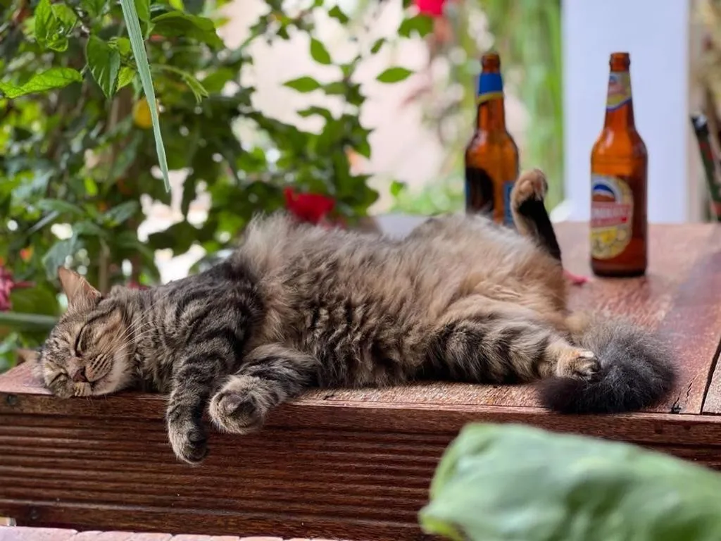 Pets in Gadea Boutique Hotel& Gadea Garden Italian Restaurant