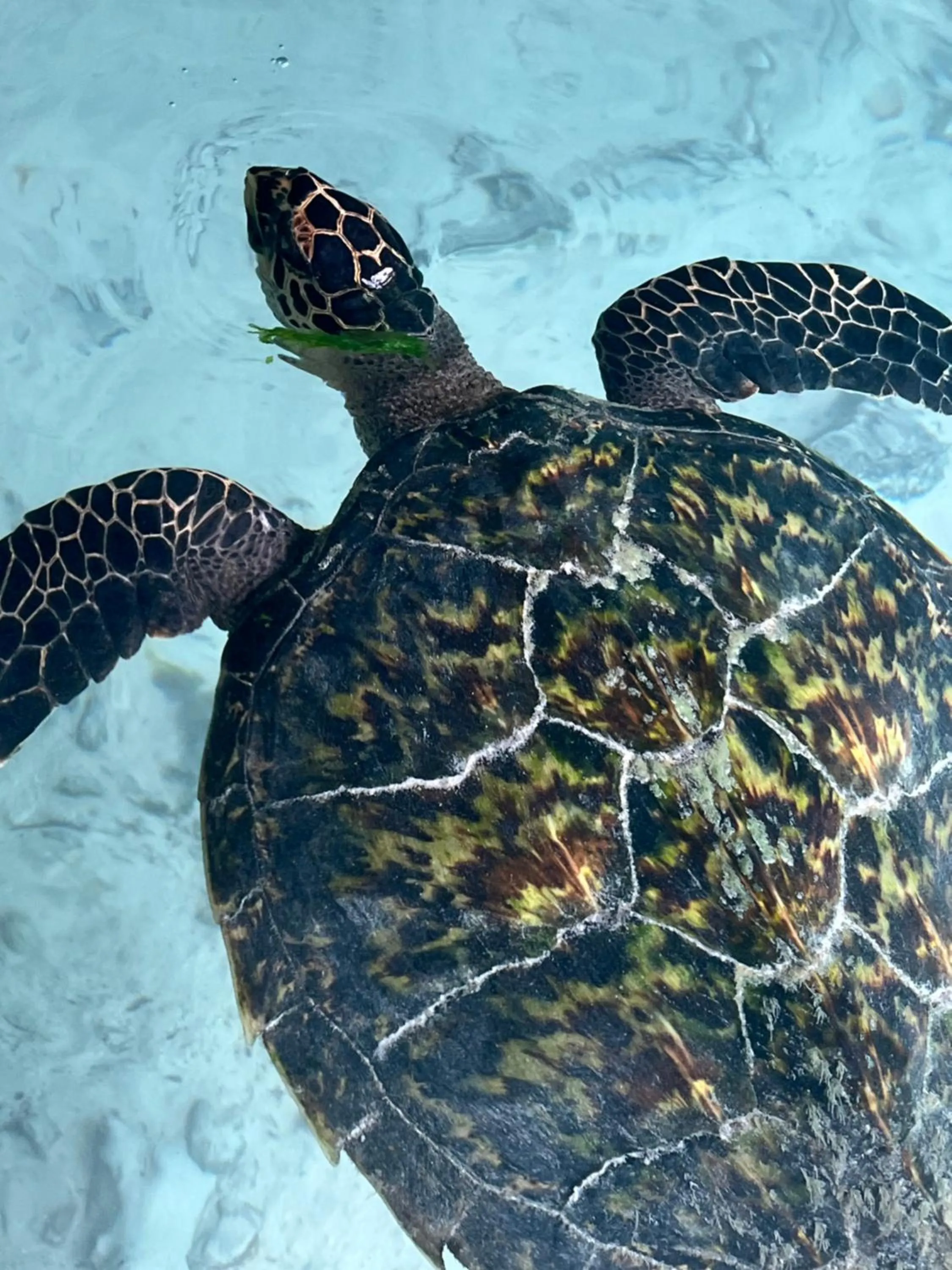 Natural landscape in Gadea Boutique Hotel& Gadea Garden Italian Restaurant