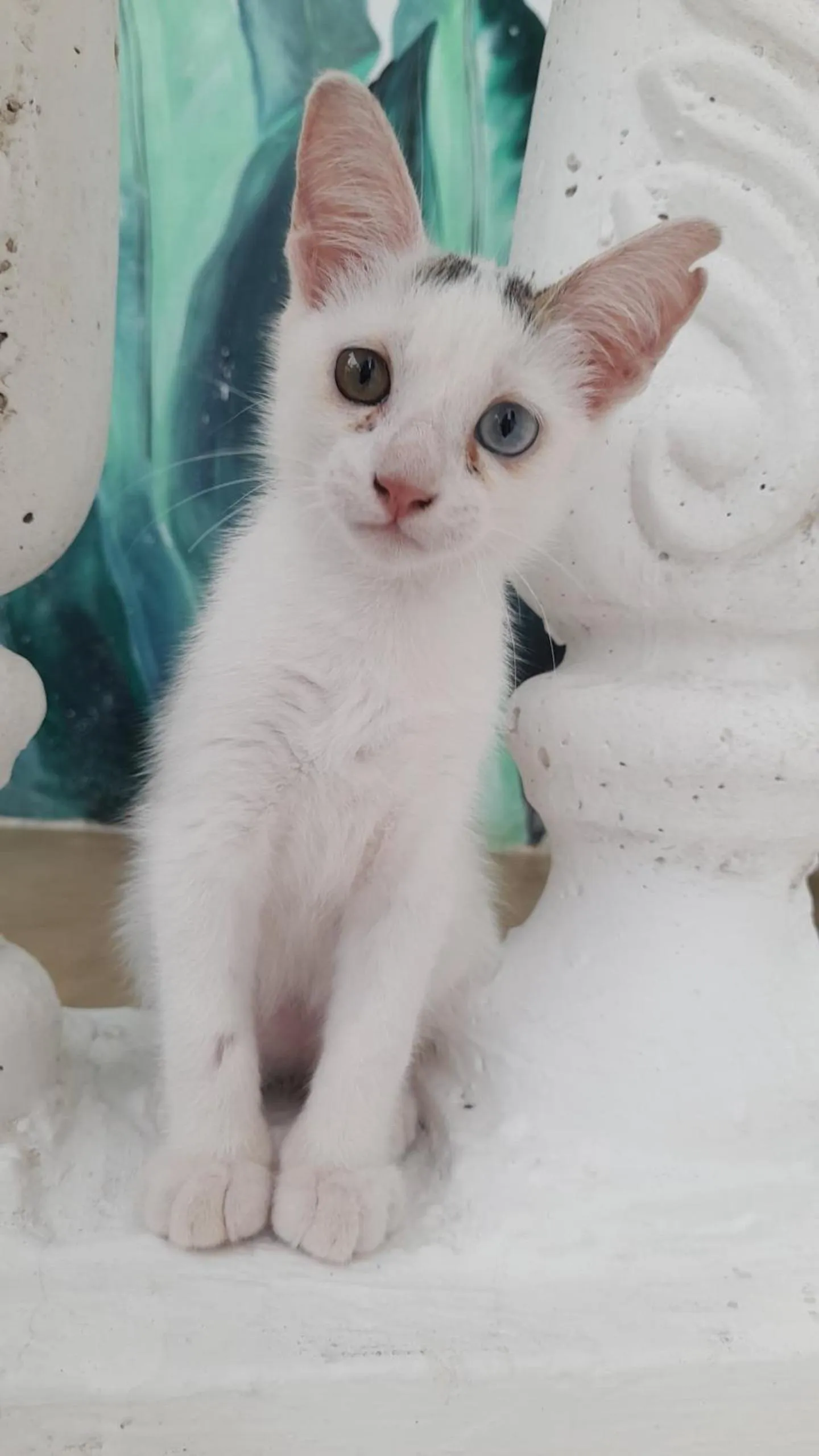 Pets in Gadea Boutique Hotel& Gadea Garden Italian Restaurant