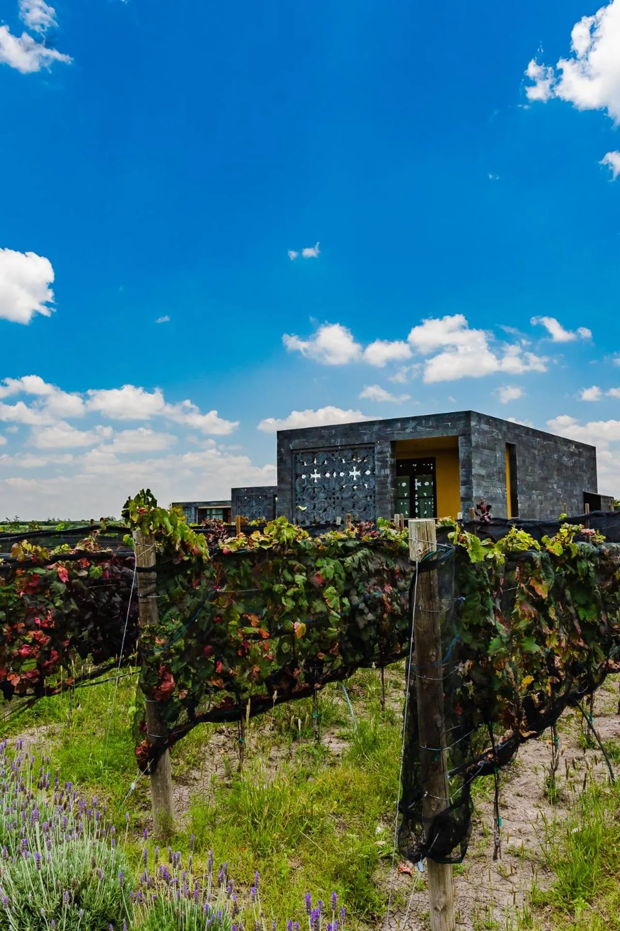 Garden in Casa Raíces Hotel Luxury & Viñedo