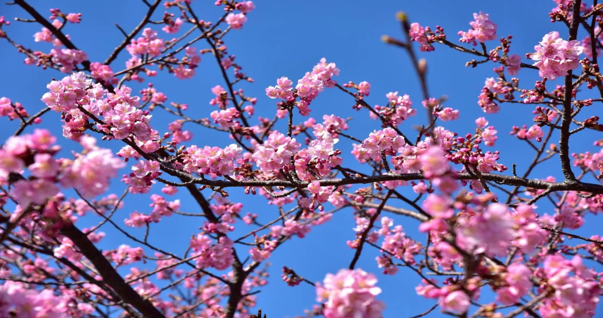 Nearby landmark in KAMENOI HOTEL Yaizu